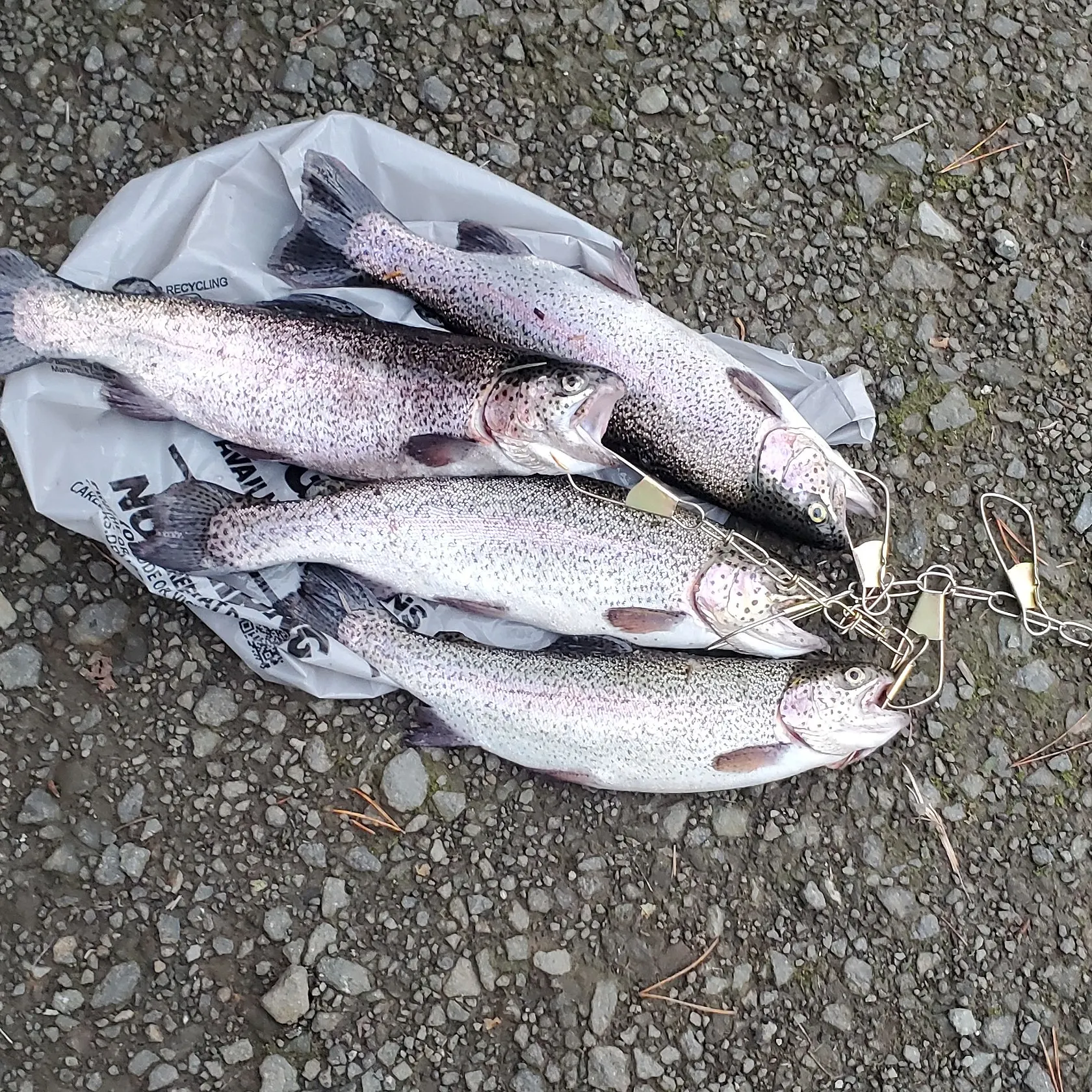 recently logged catches