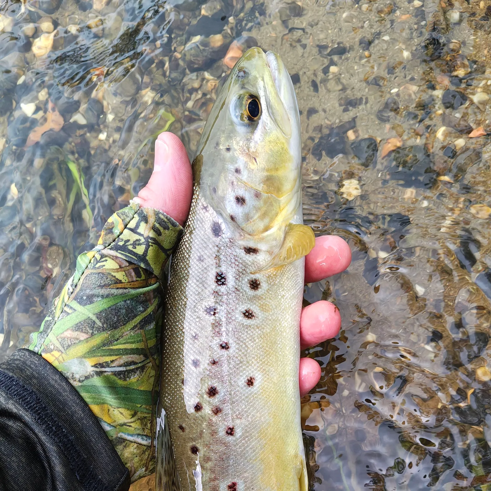 Brown trout caught on Fishbrain