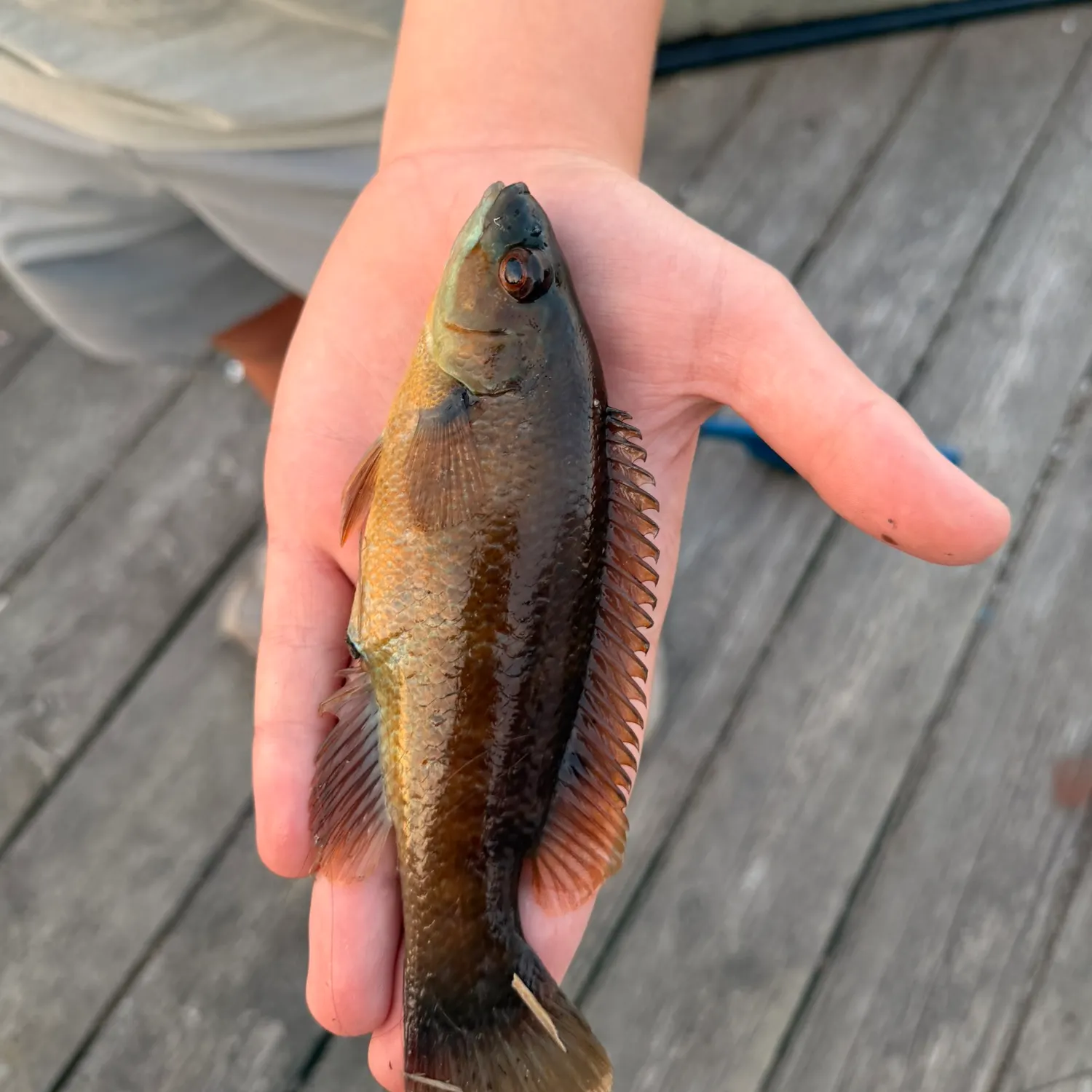 The most recent Redstripe rockfish catches on Fishbrain