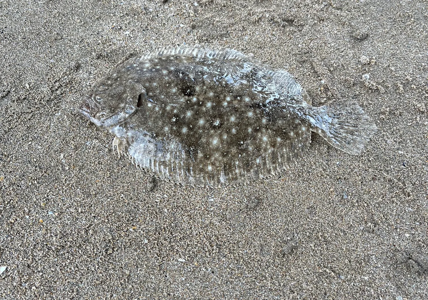 Smalltooth flounder