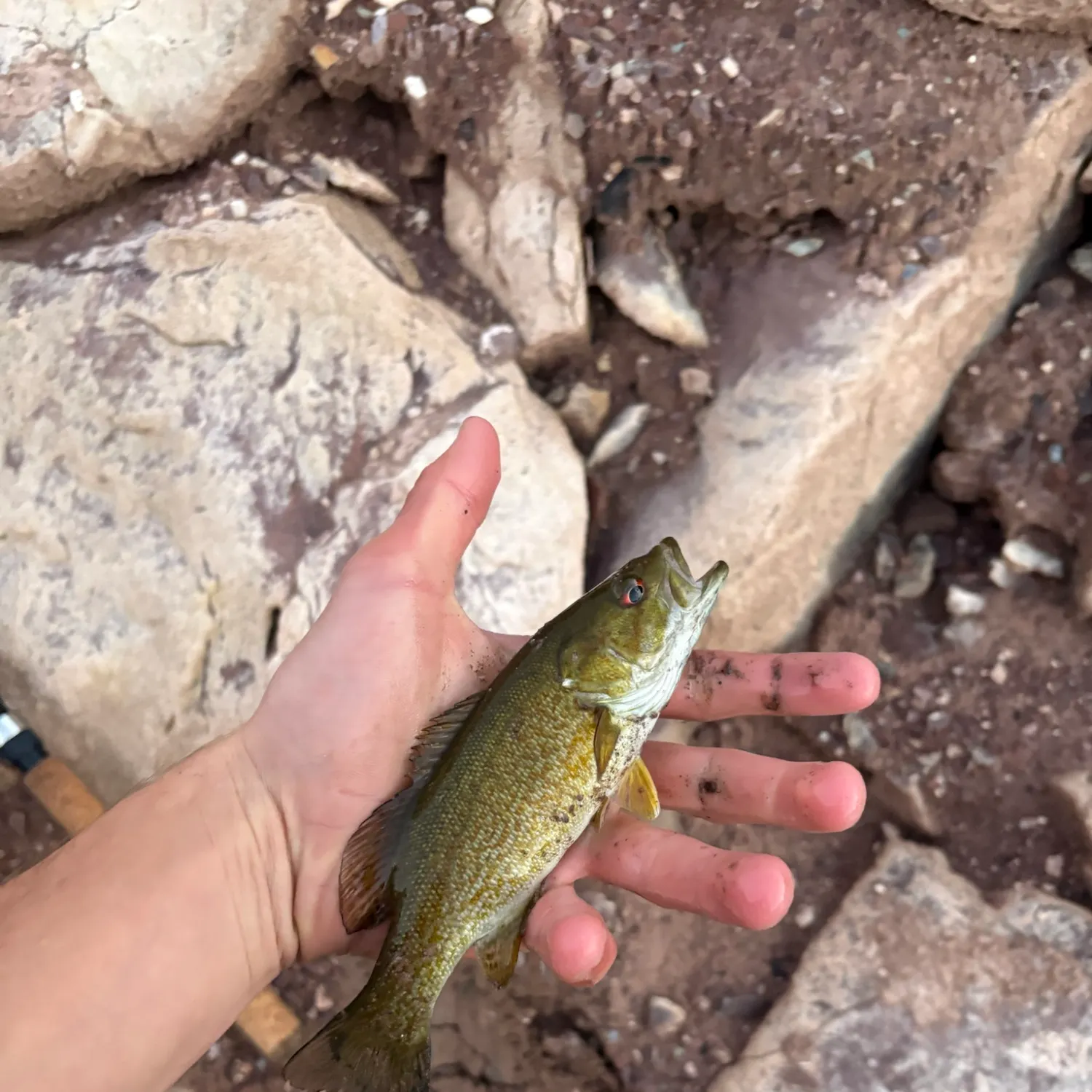 Smallmouth bass caught on Fishbrain