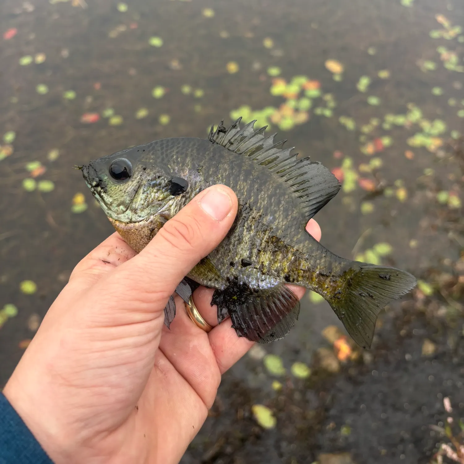 Bluegill caught on Fishbrain