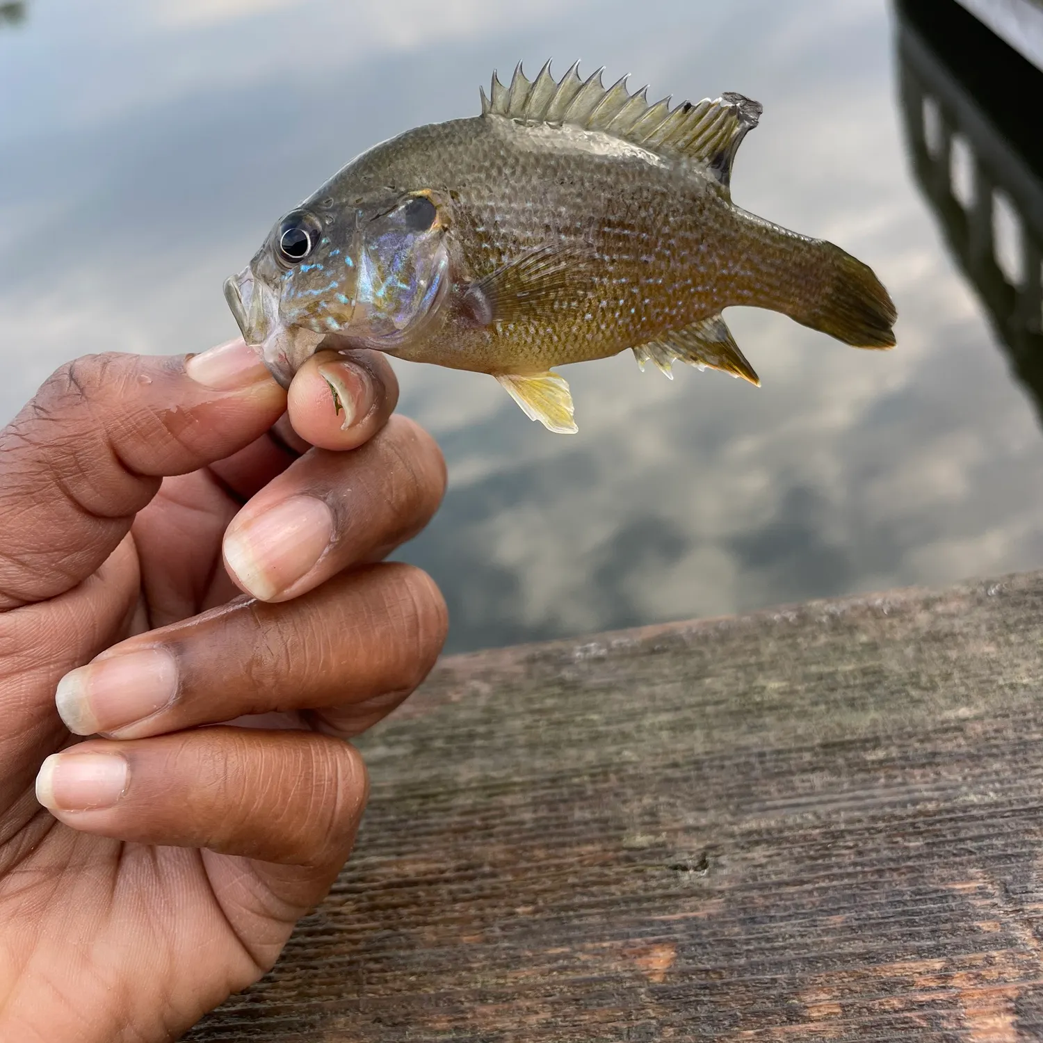 Greengill hybrid caught on Fishbrain