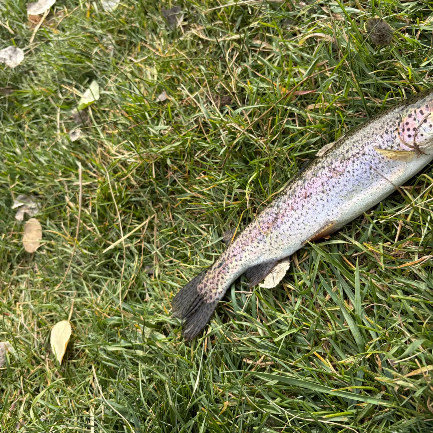 Rainbow trout caught on Fishbrain