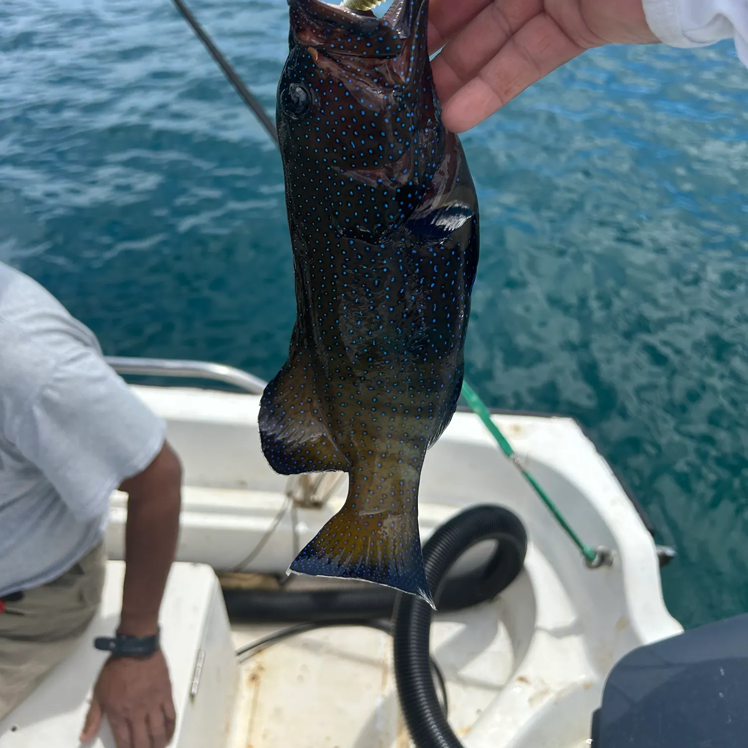 The most recent Peacock hind catches on Fishbrain