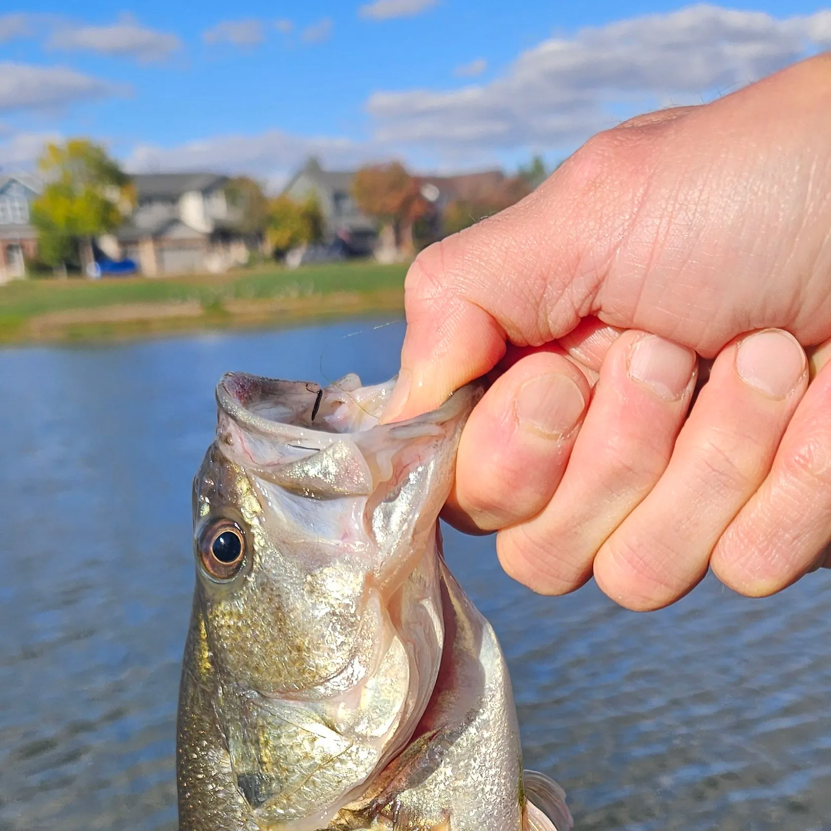 Largemouth bass caught on Fishbrain