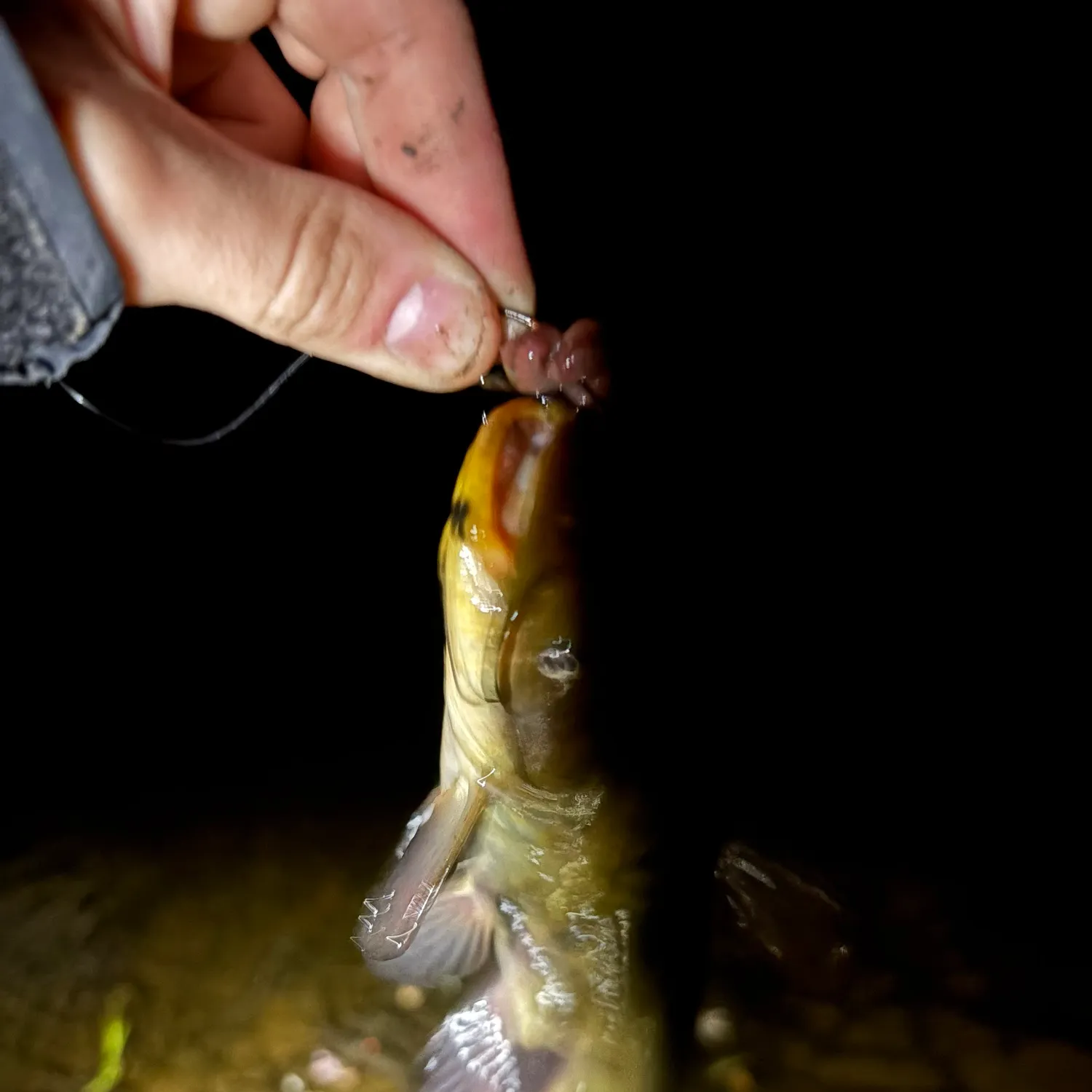 The most recent Brown bullhead catches on Fishbrain