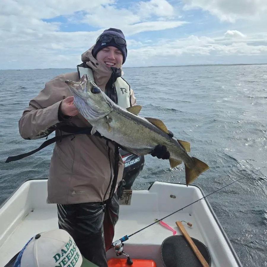Pollack caught on Fishbrain