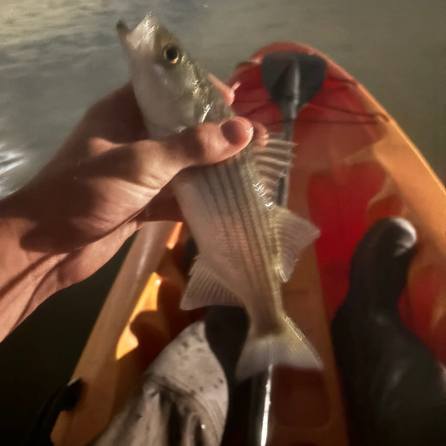 Striped bass caught on Fishbrain