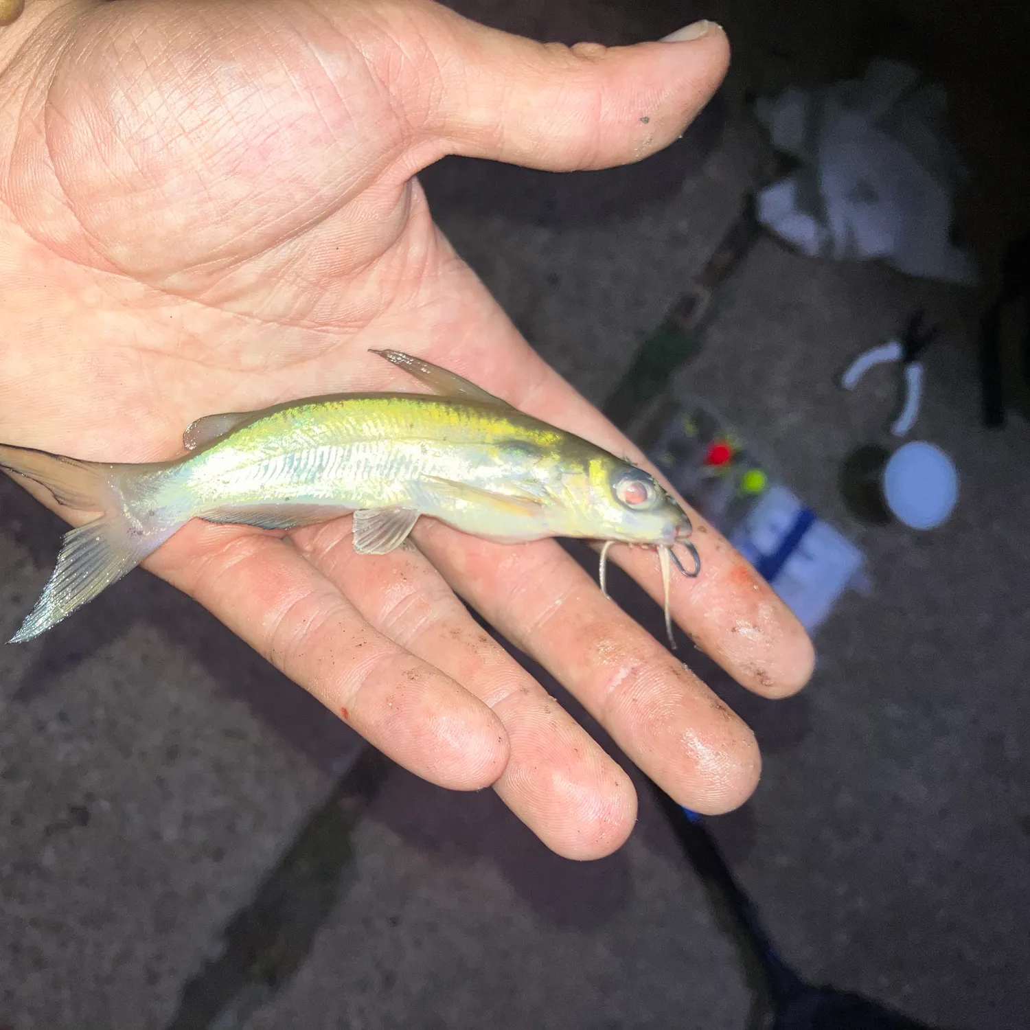 catch
