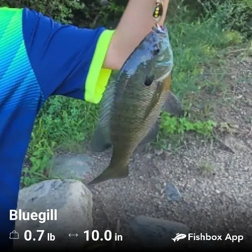 Fish caught on Fishbrain