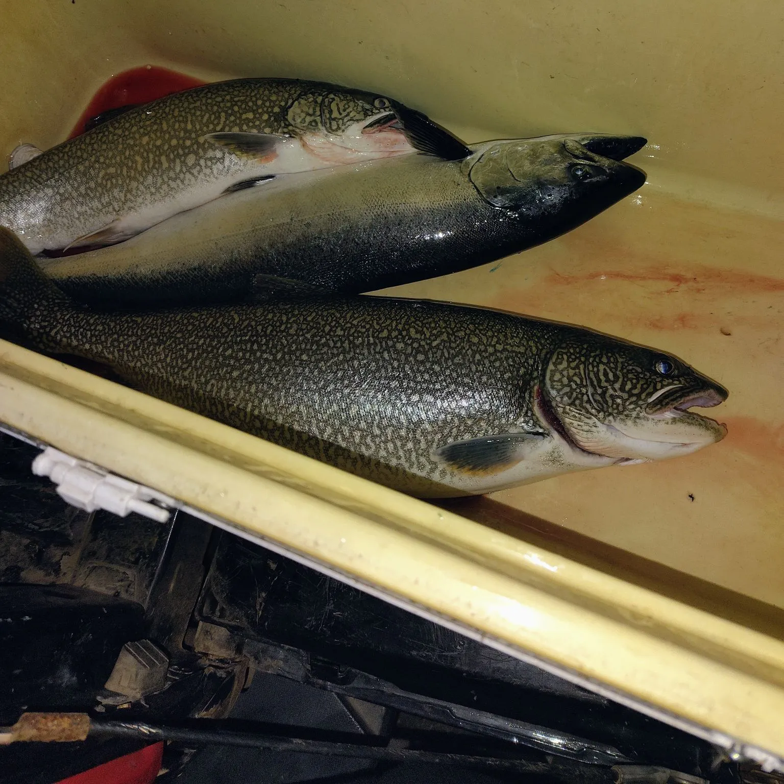 The most recent Lake char catches on Fishbrain