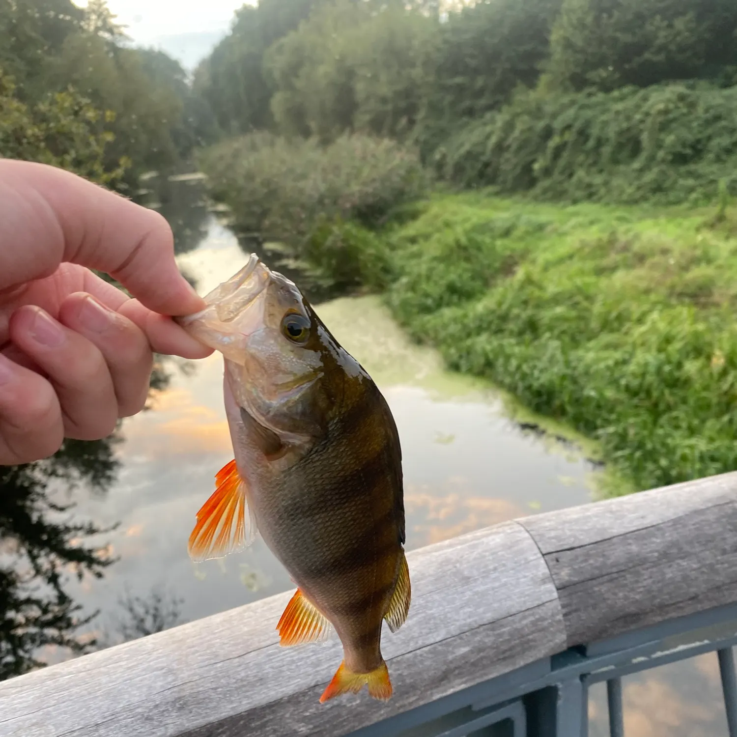 European perch caught on Fishbrain