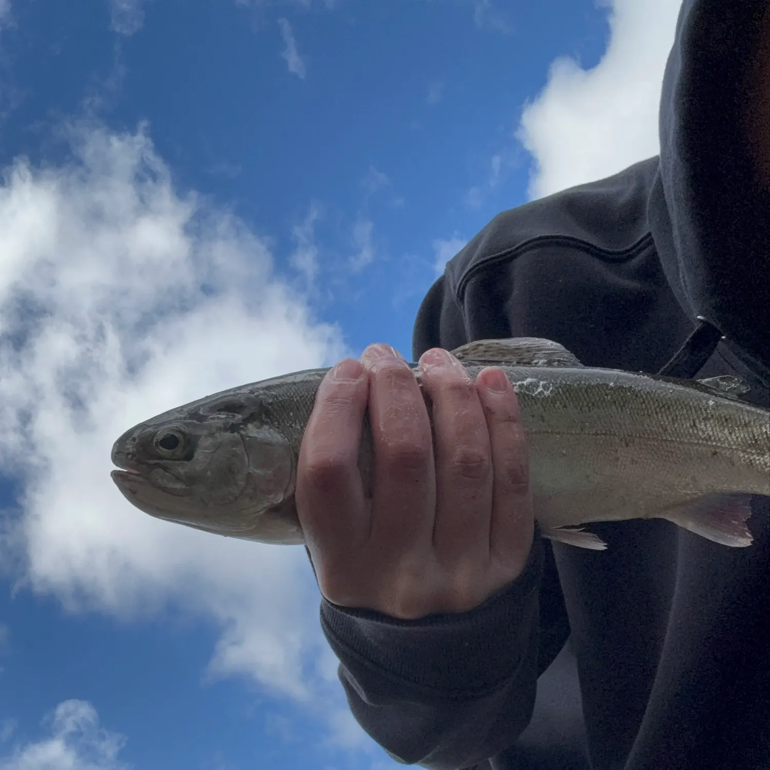 Rainbow trout caught on Fishbrain