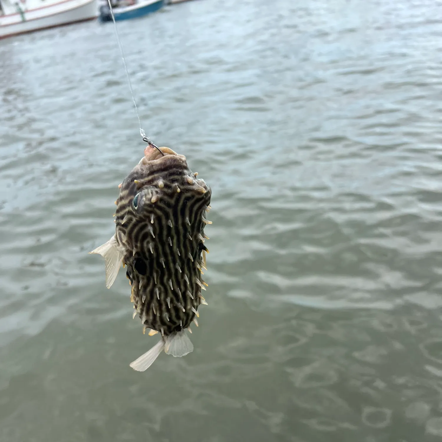 The most recent Oval puffer catches on Fishbrain