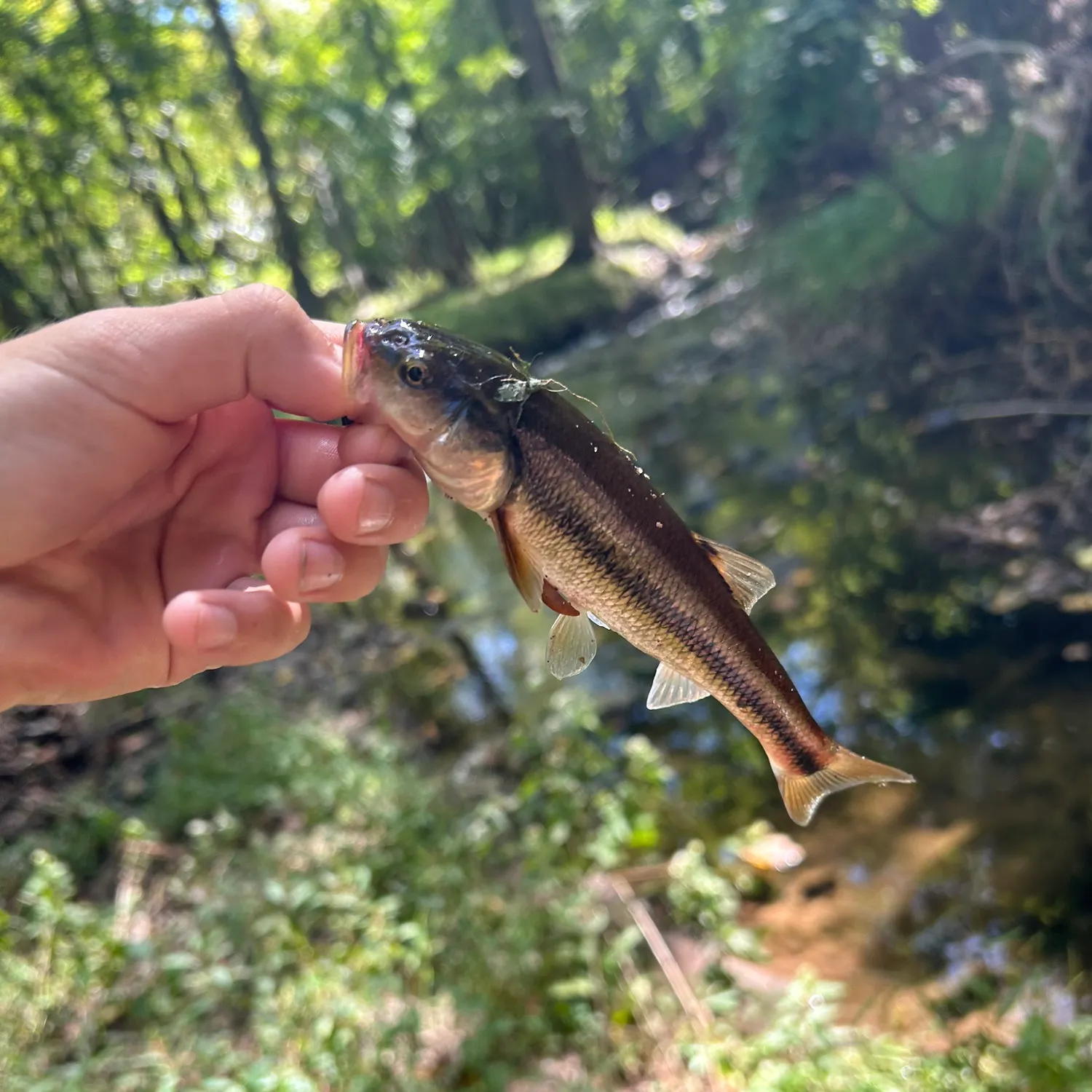 Creek chub caught on Fishbrain