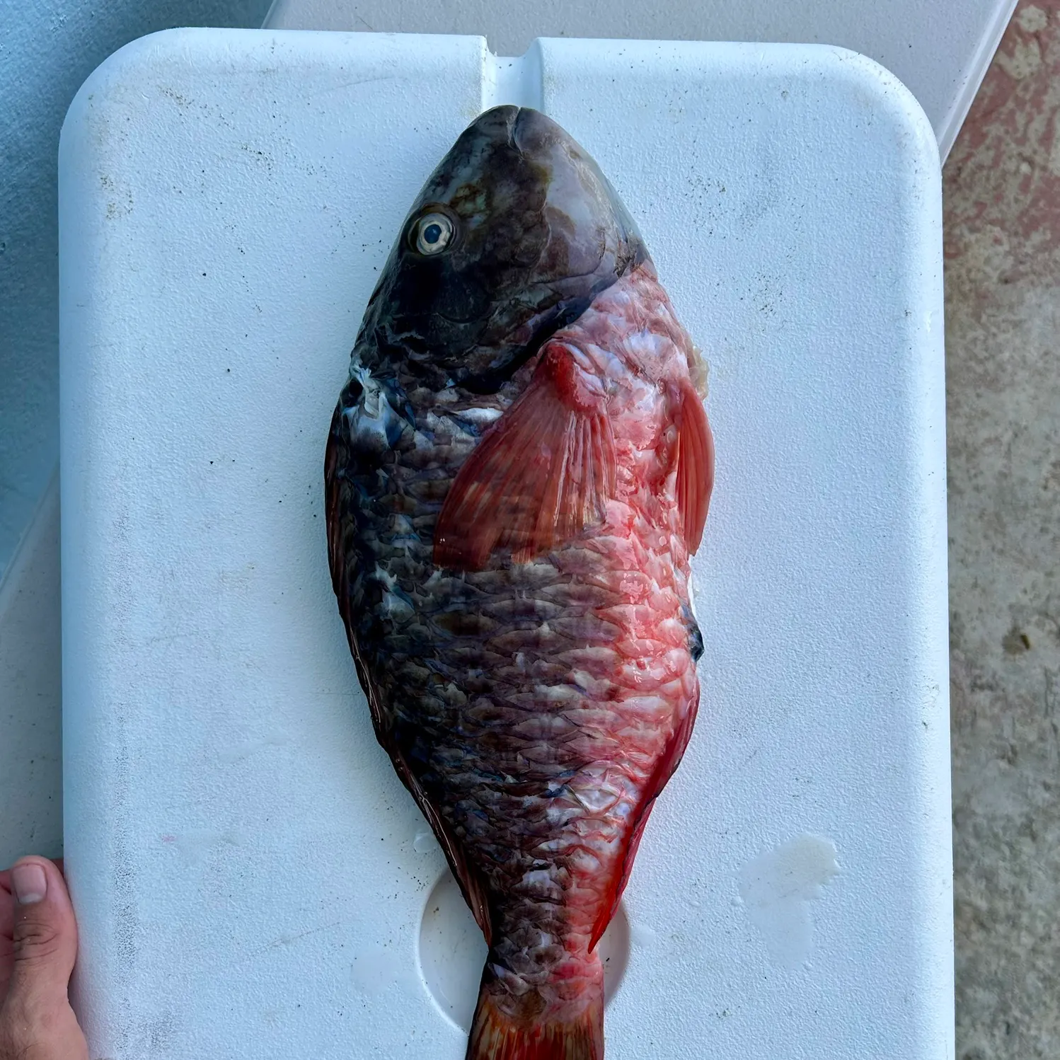 The most recent Redtail parrotfish catches on Fishbrain