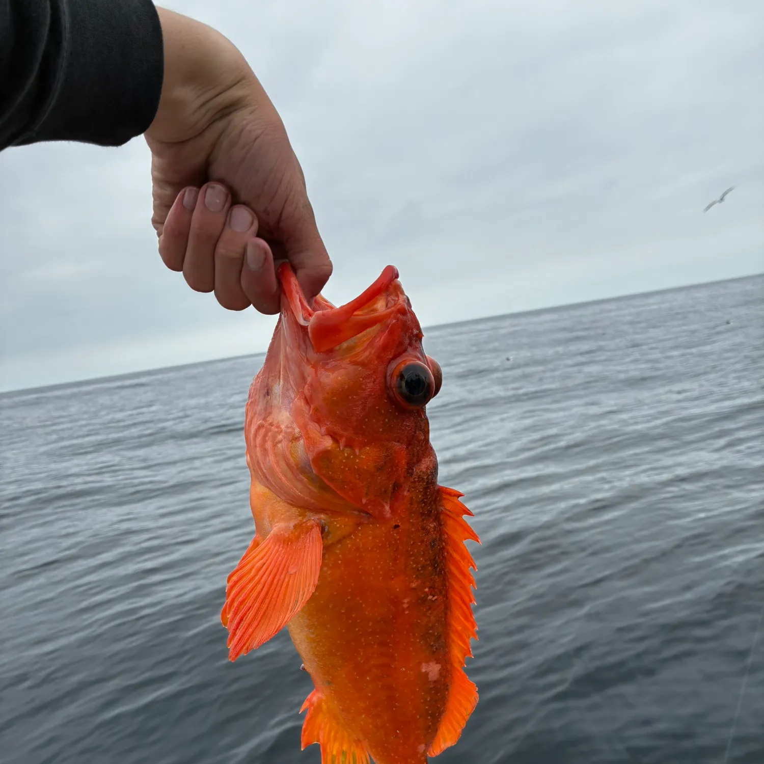 most liked catch image