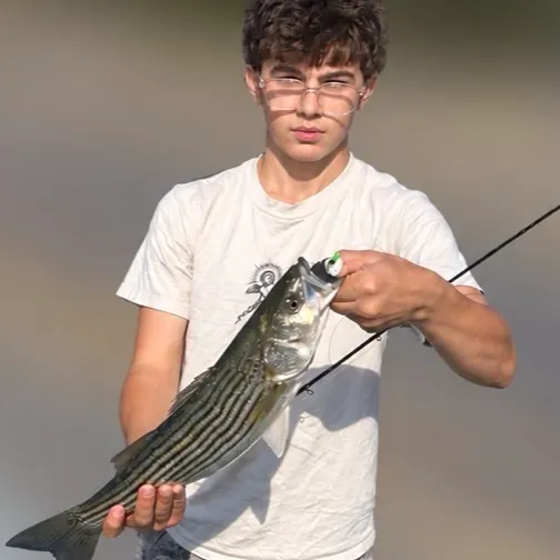 Striped bass caught on Fishbrain