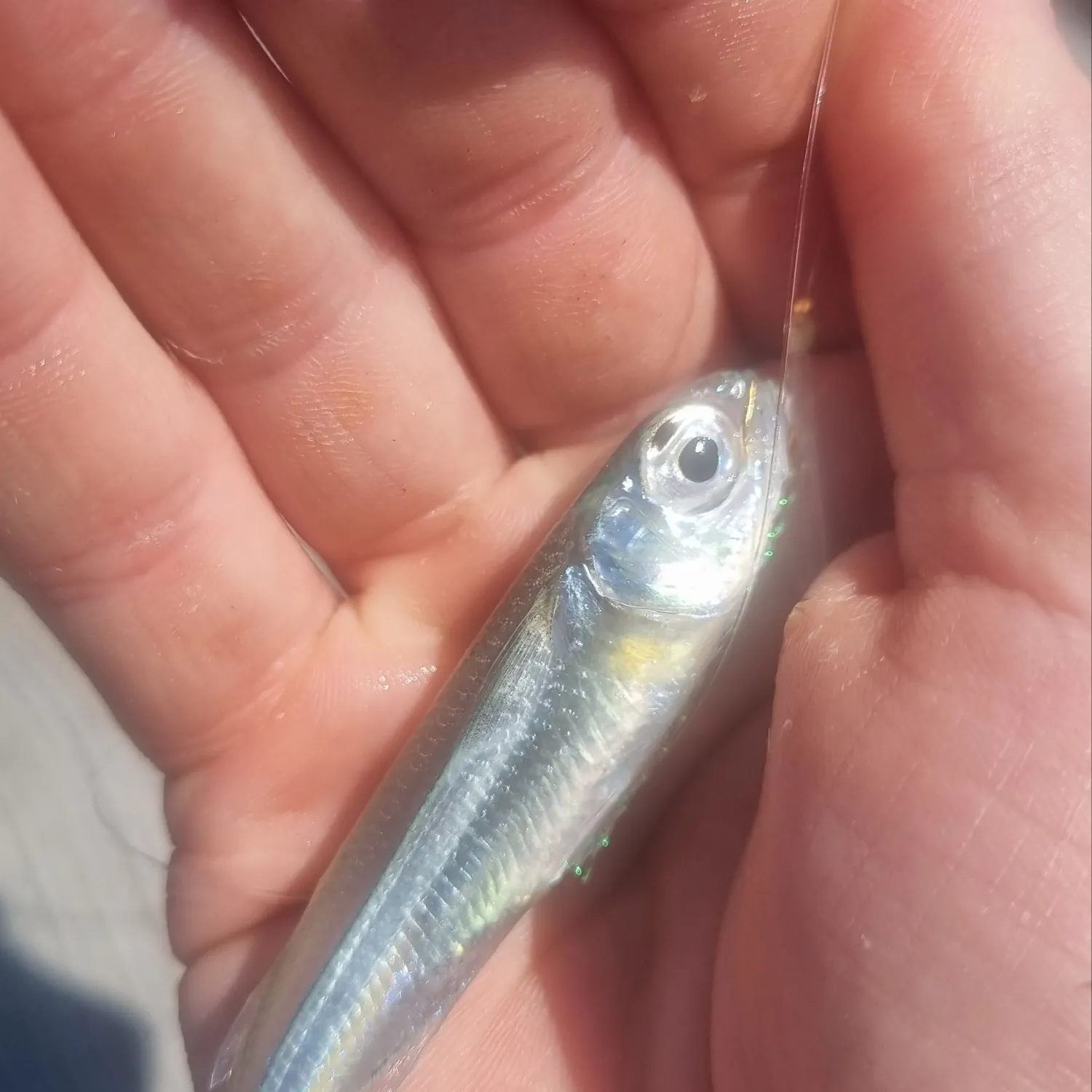 The most recent Bay anchovy catches on Fishbrain