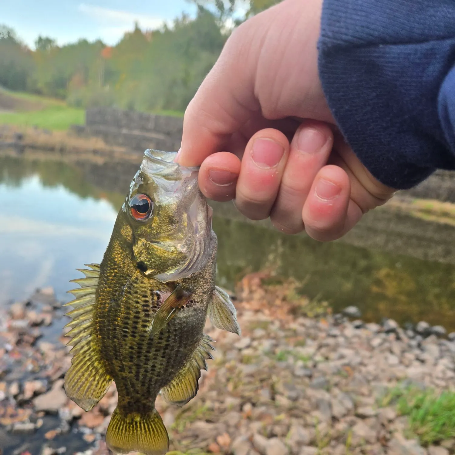Rock bass caught on Fishbrain