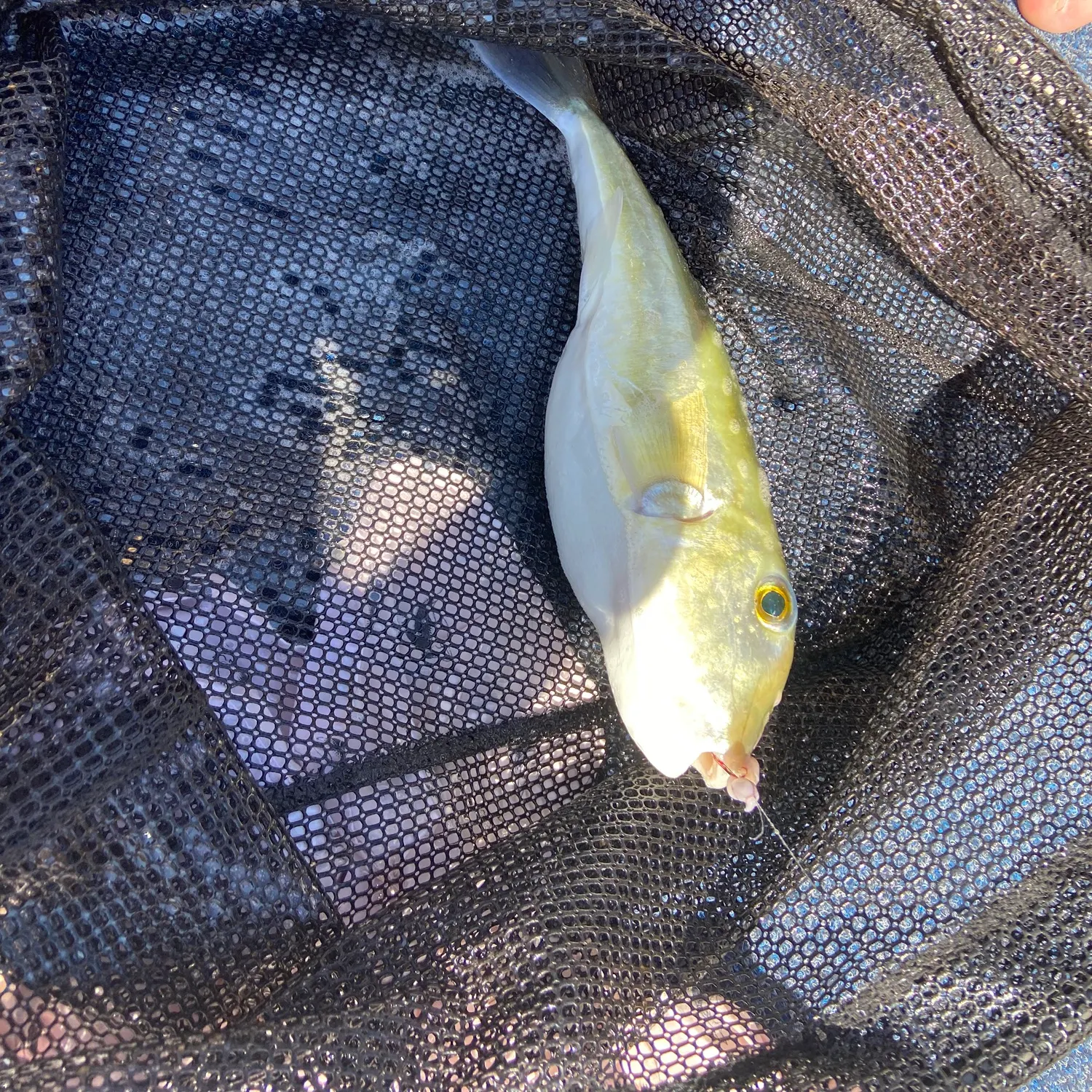 Fish caught on Fishbrain