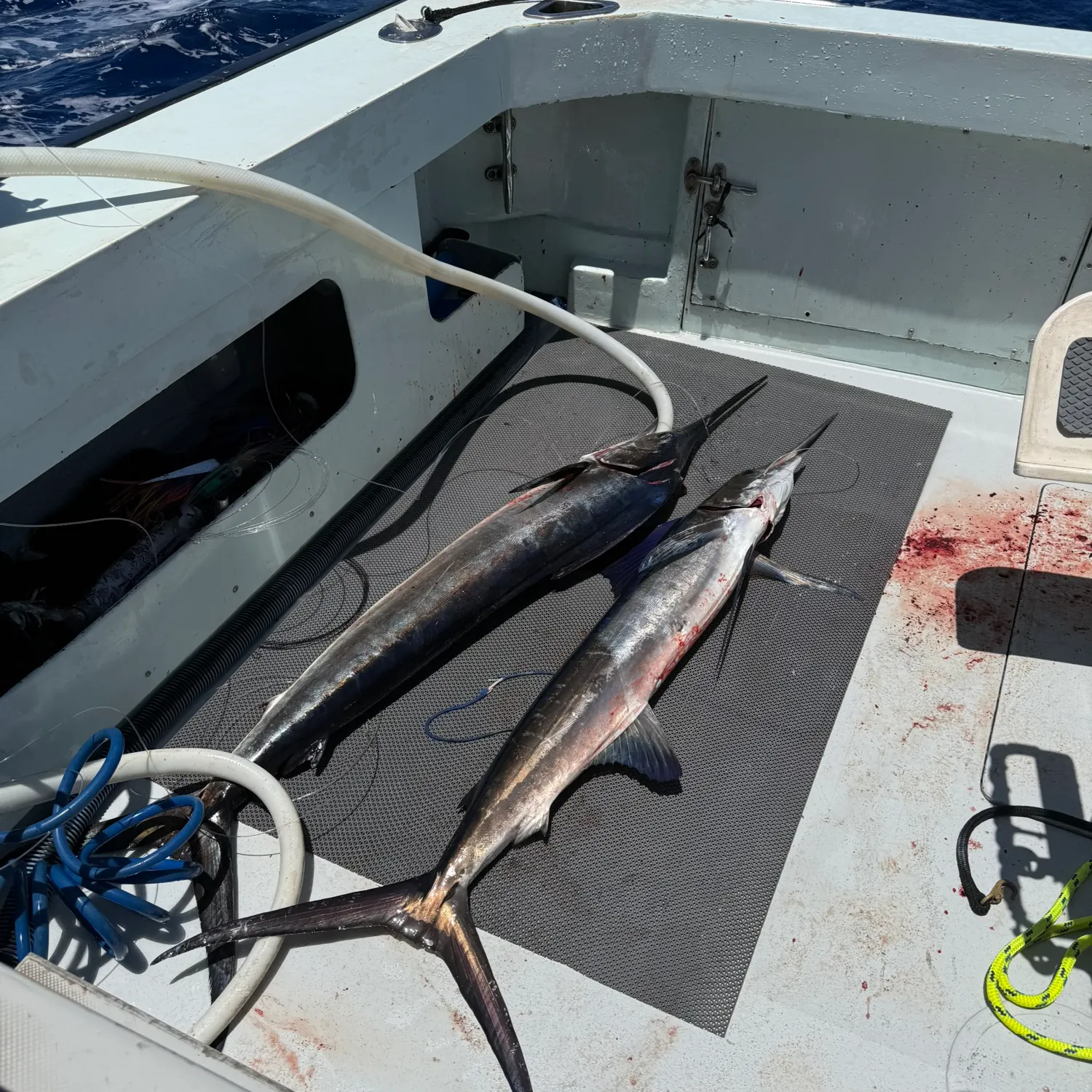 Striped marlin caught on Fishbrain