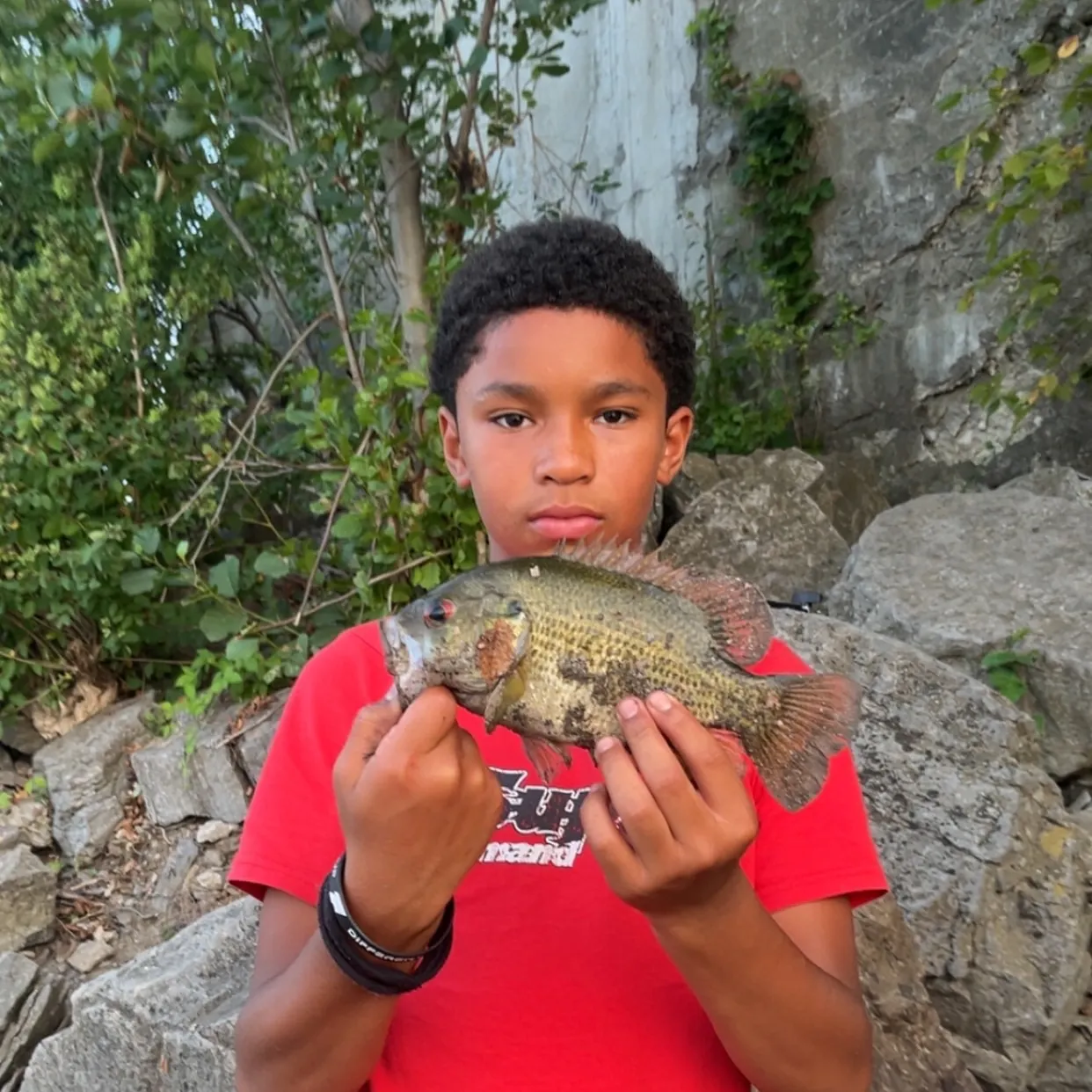 Rock bass caught on Fishbrain