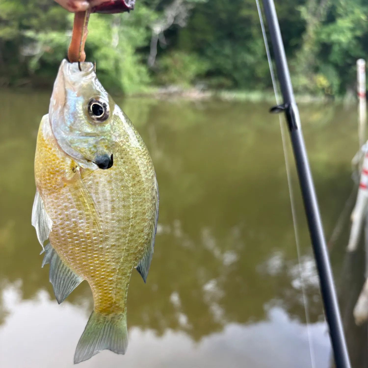 Bluegill caught on Fishbrain