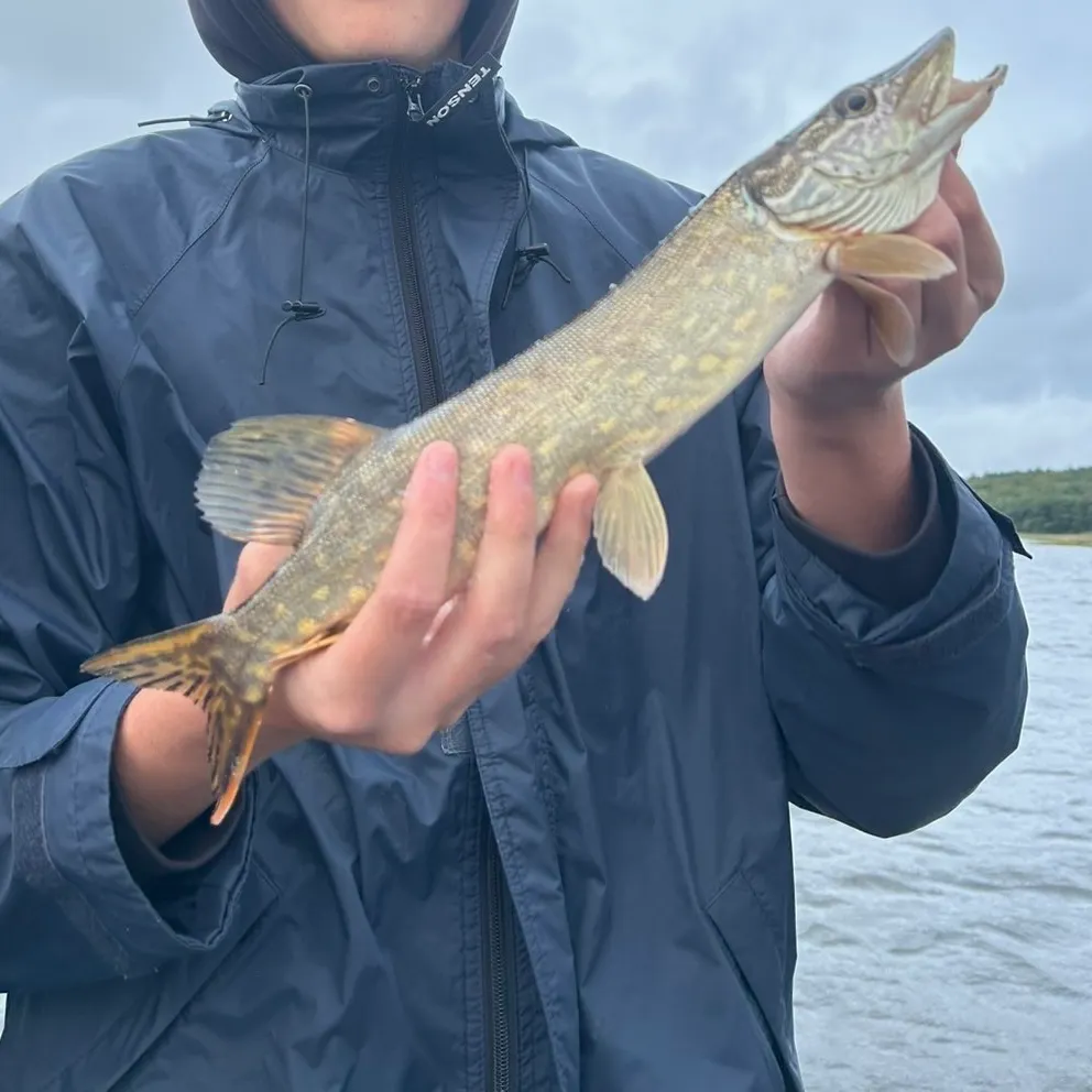 Northern pike caught on Fishbrain