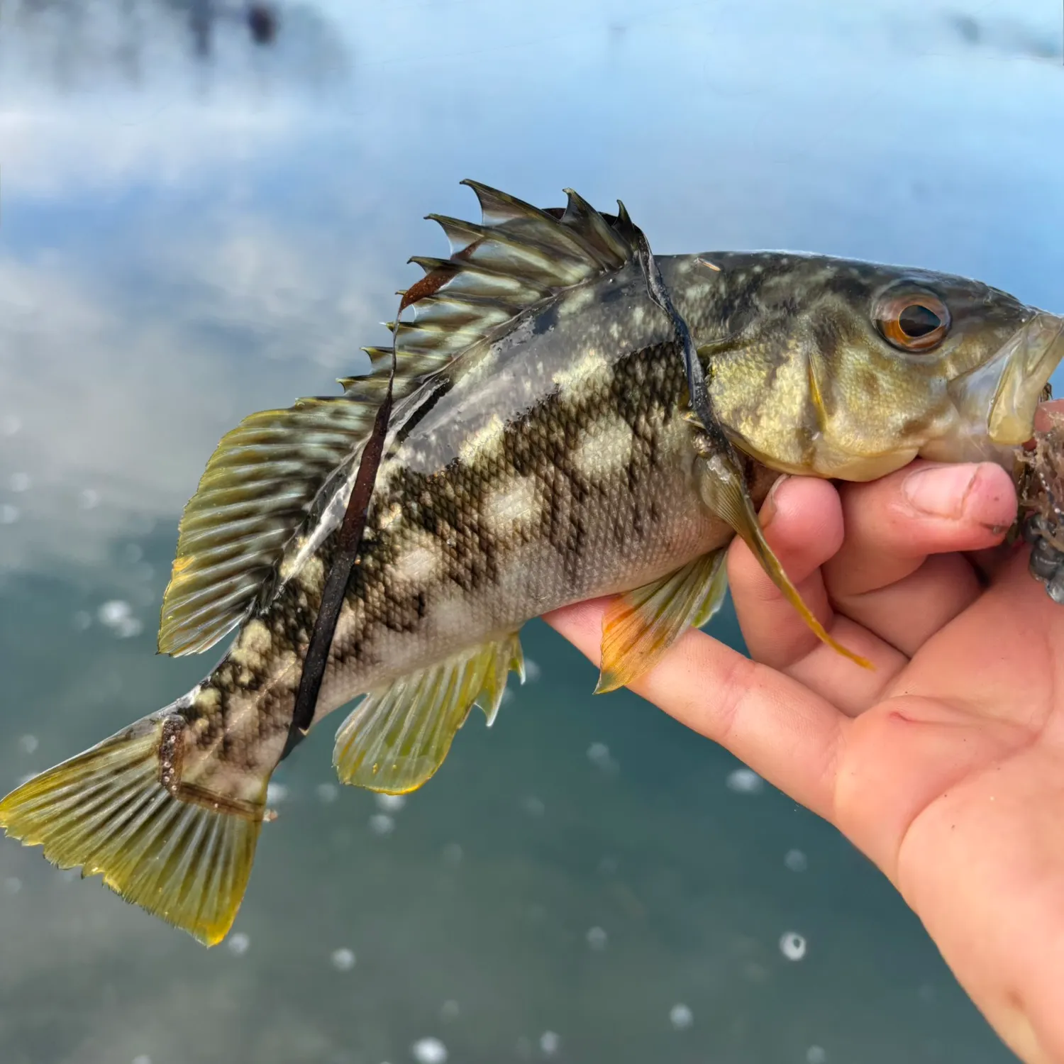 catch