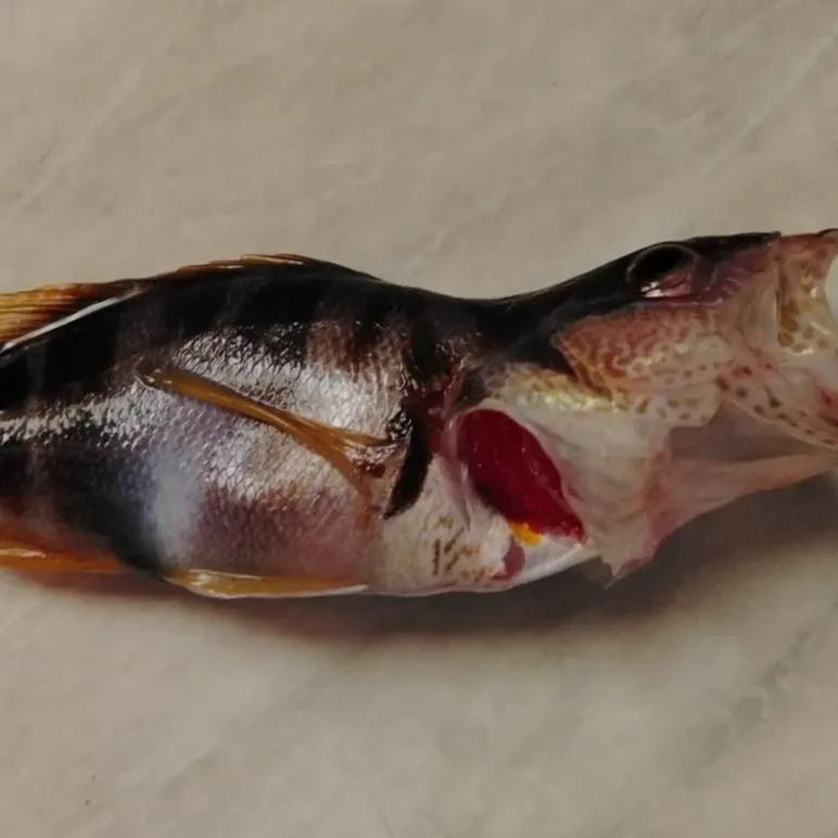 Painted comber caught on Fishbrain