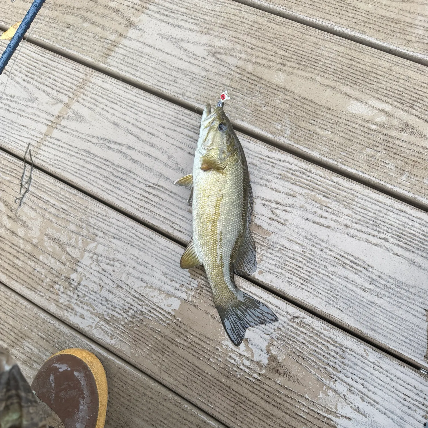 Smallmouth bass caught on Fishbrain