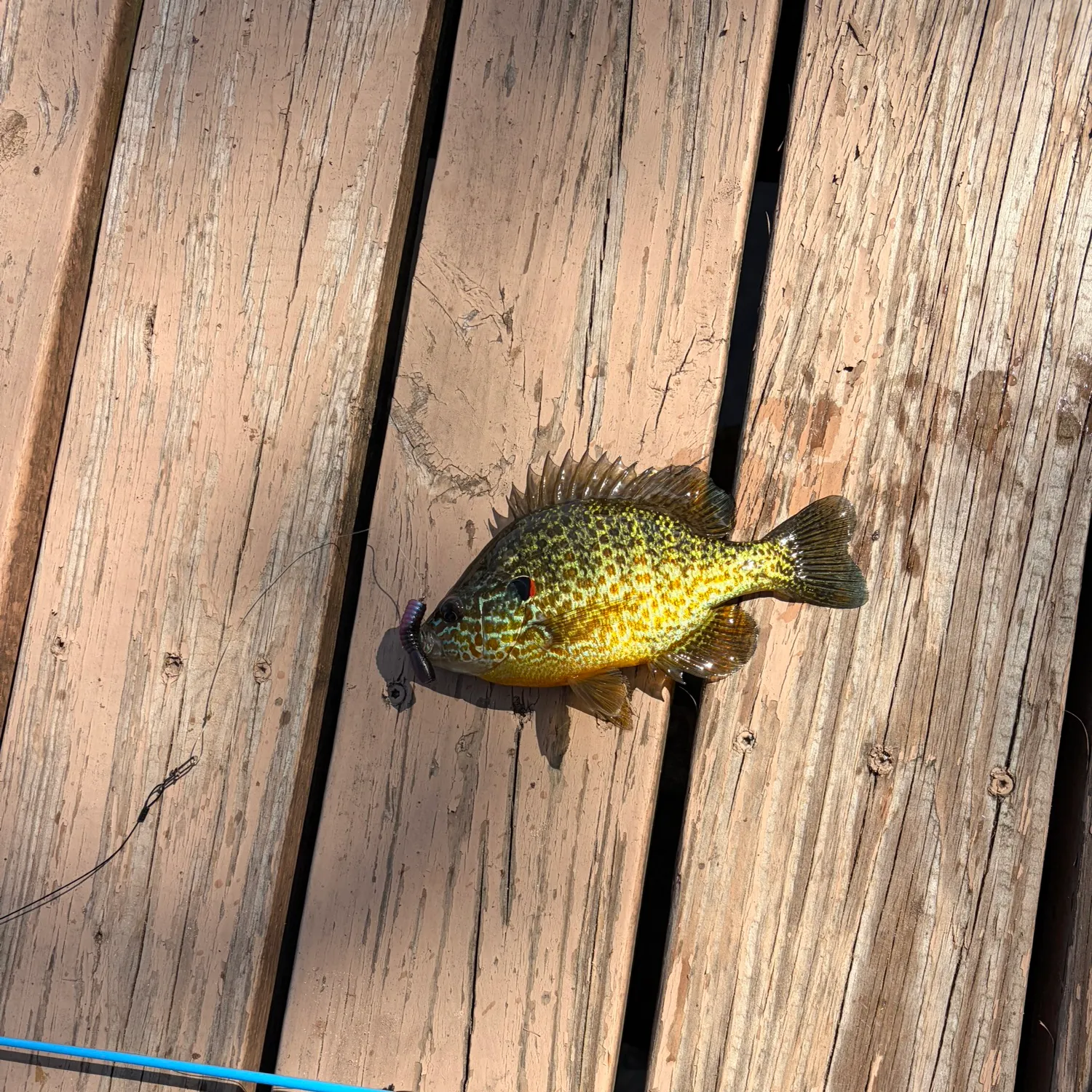 Green sunfish caught on Fishbrain
