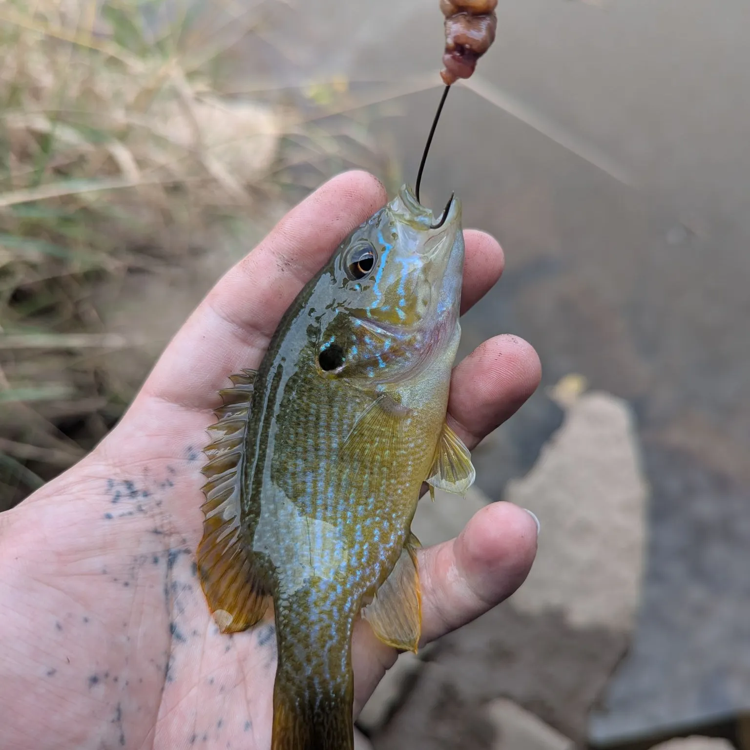 Green sunfish caught on Fishbrain