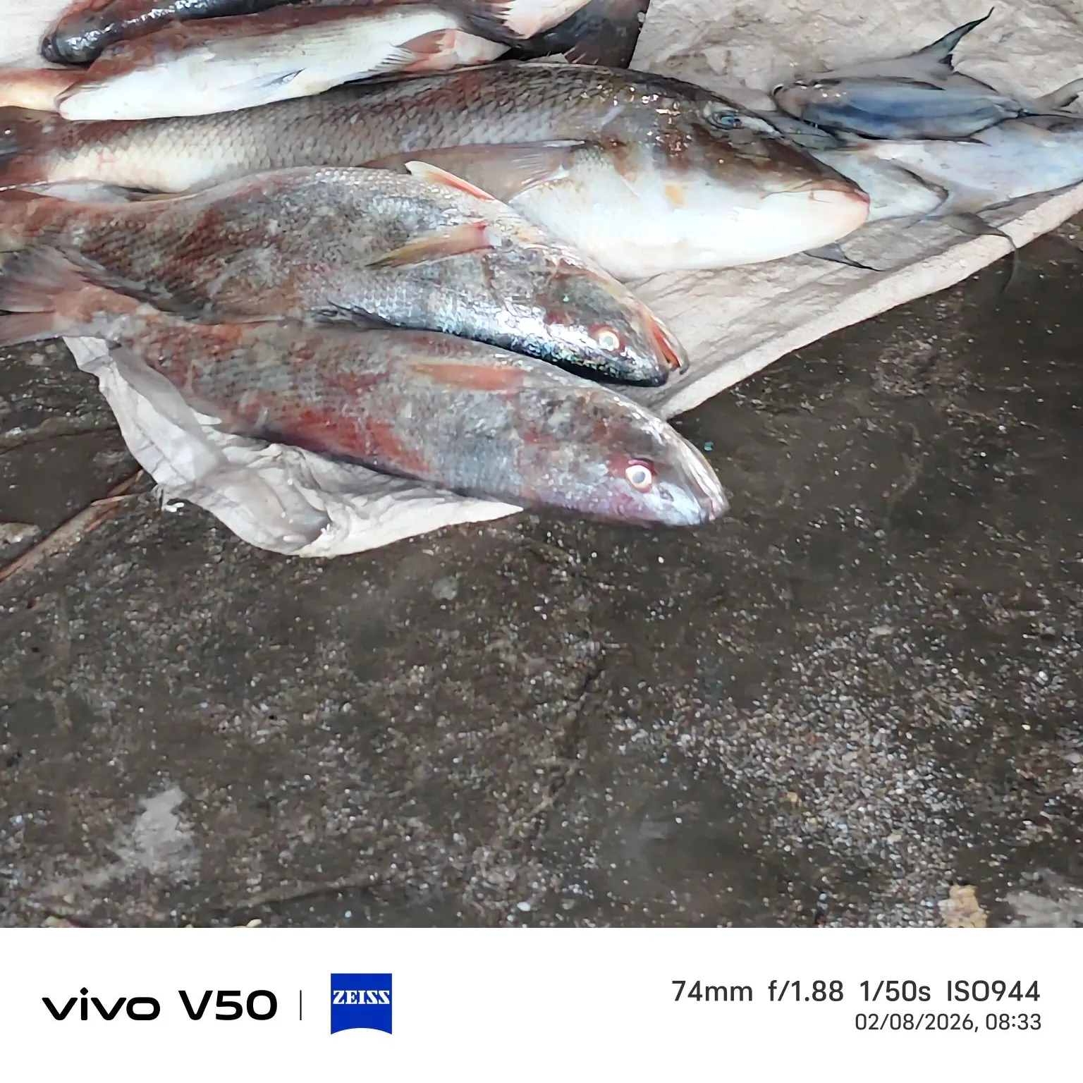 The most recent Barramundi catches on Fishbrain