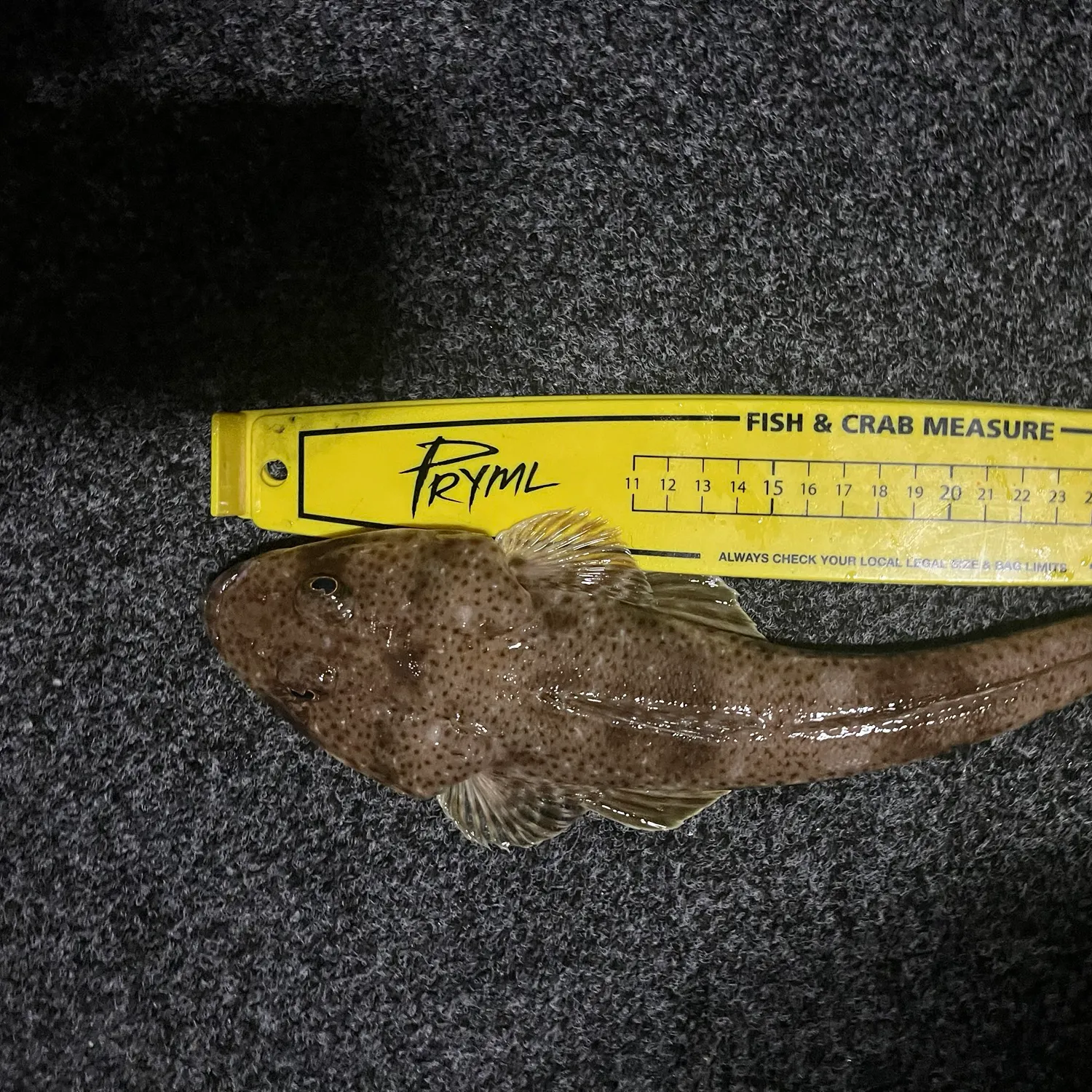 The most recent Sand flathead catches on Fishbrain