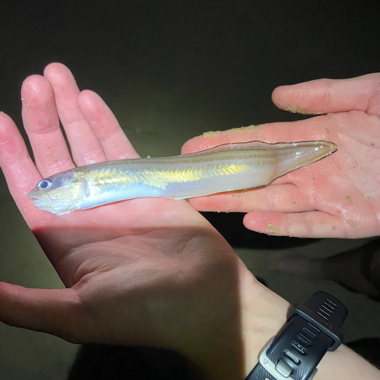 The most recent Striped cusk-eel catches on Fishbrain