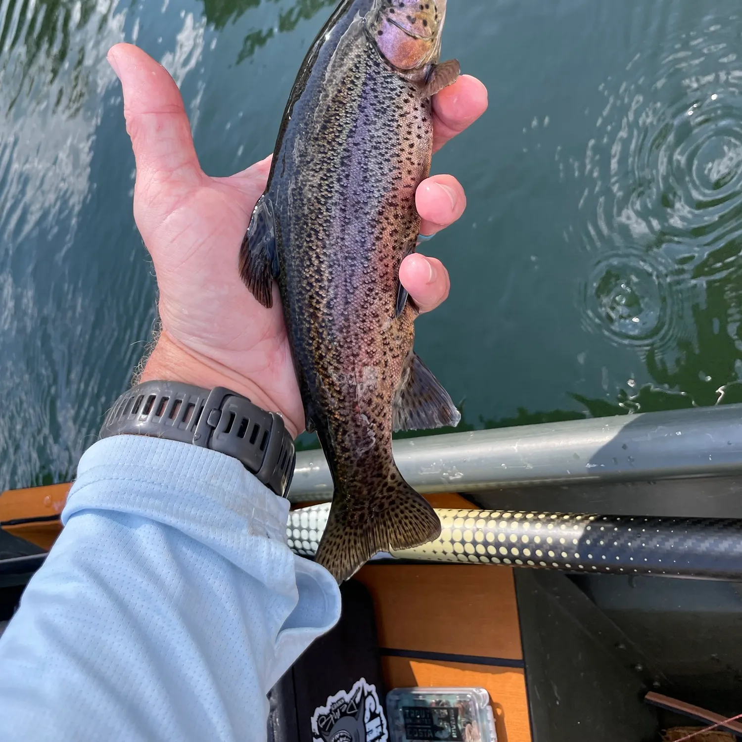Rainbow trout caught on Fishbrain
