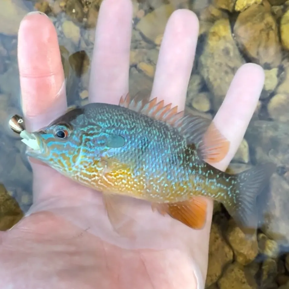 Longear sunfish caught on Fishbrain