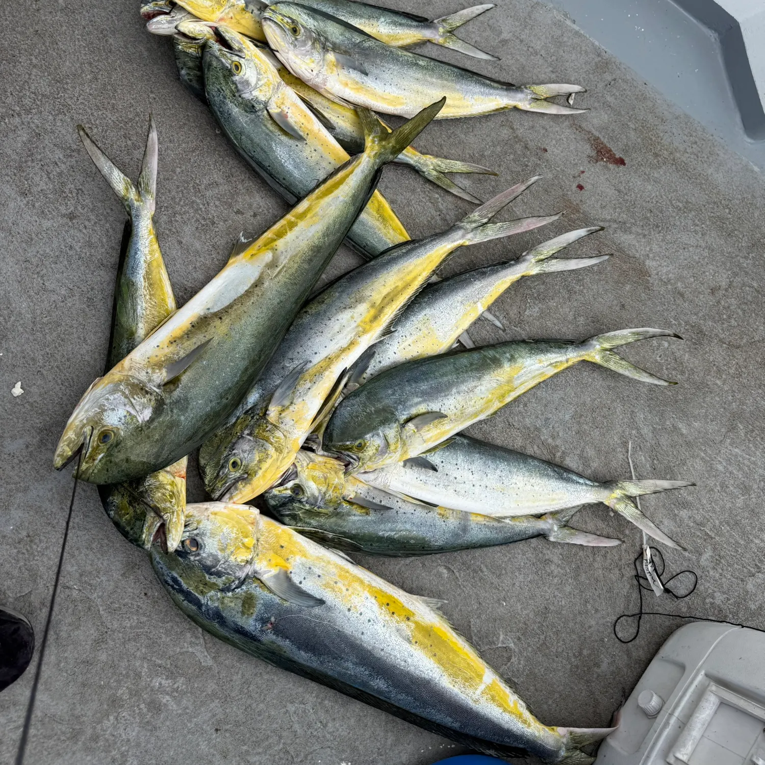 Common dolphinfish caught on Fishbrain