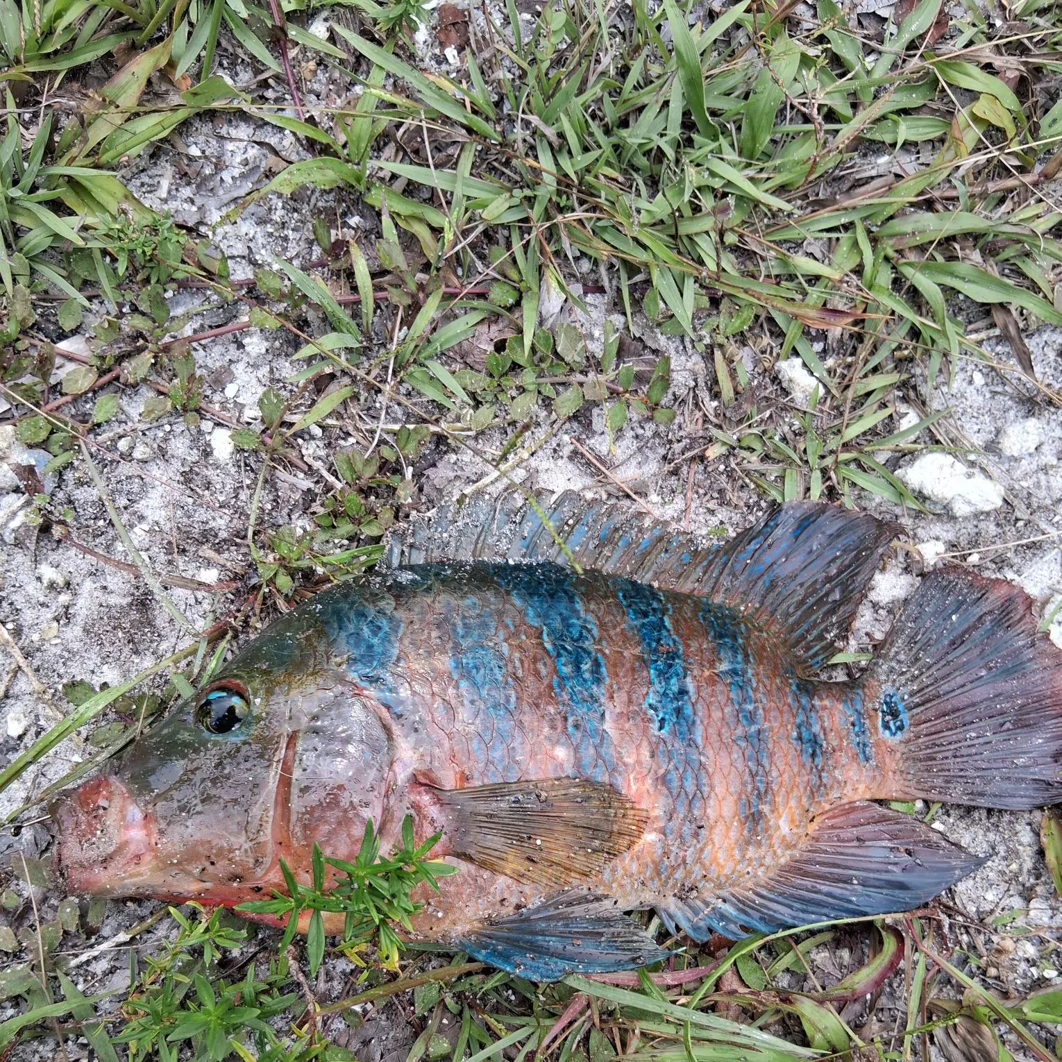 Mayan cichlid caught on Fishbrain