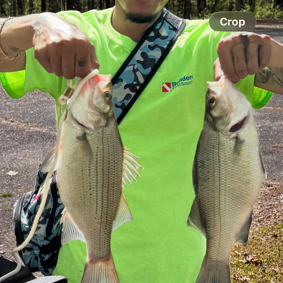 The most recent White bass catches on Fishbrain
