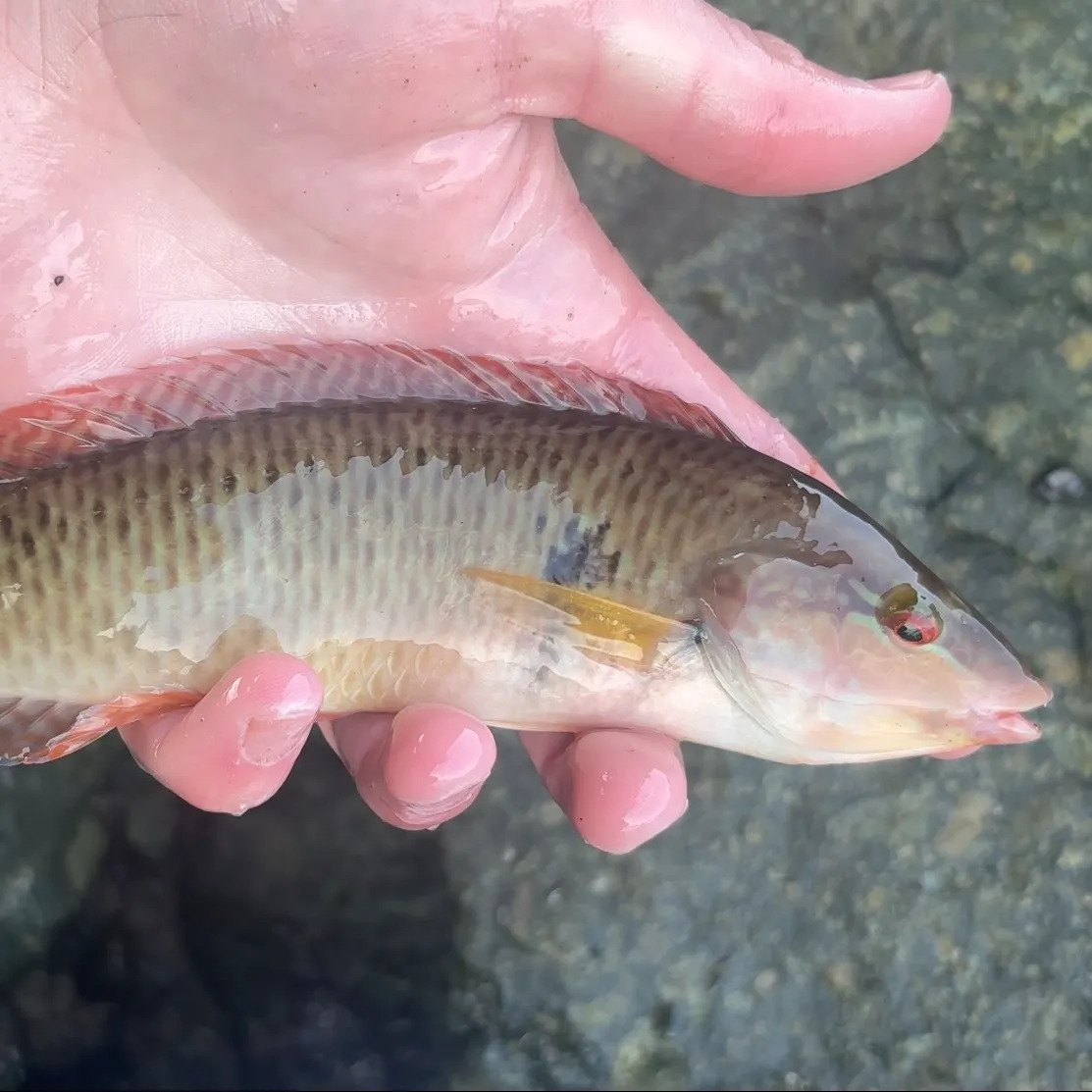 The most recent Rock wrasse catches on Fishbrain