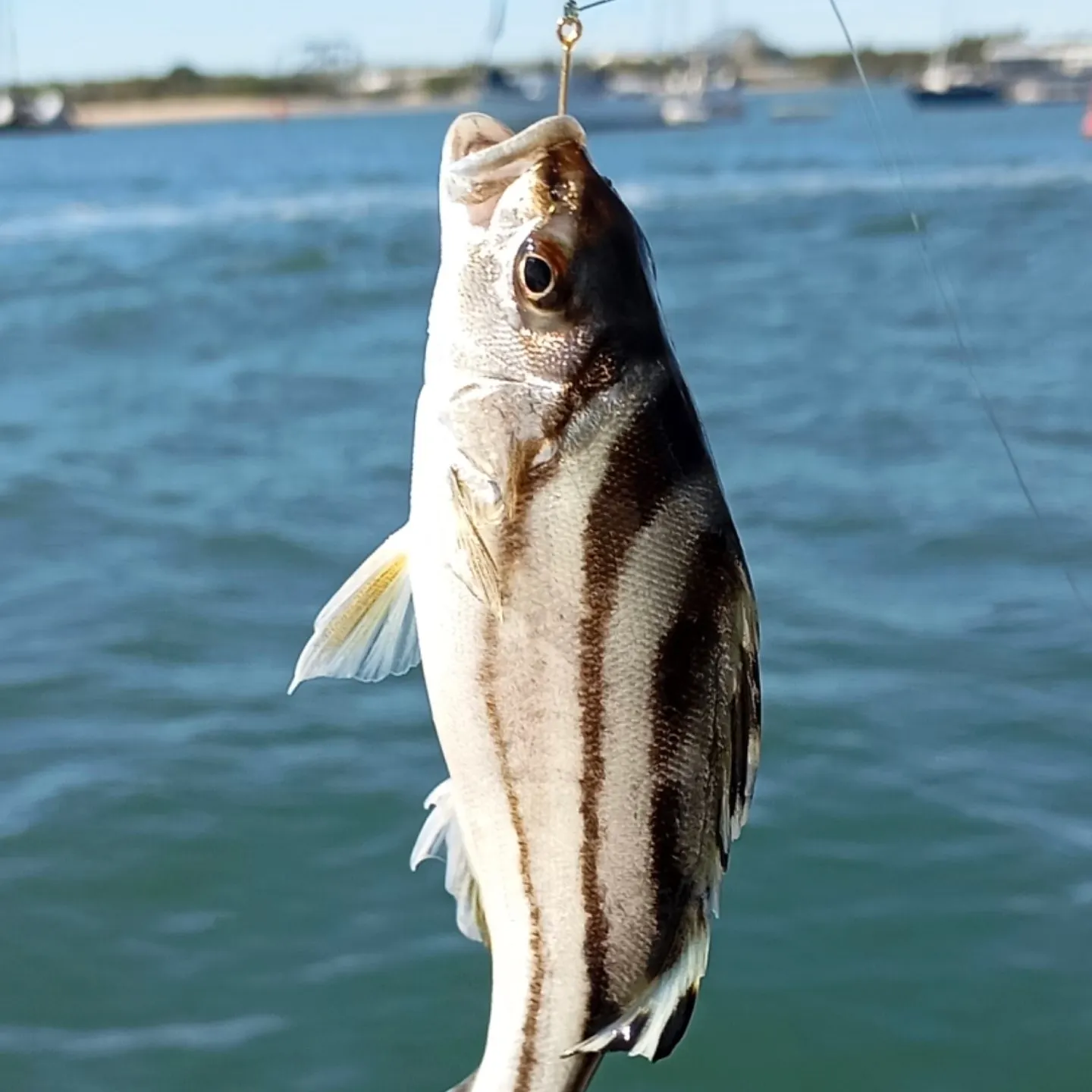 The most recent Jarbua terapon catches on Fishbrain