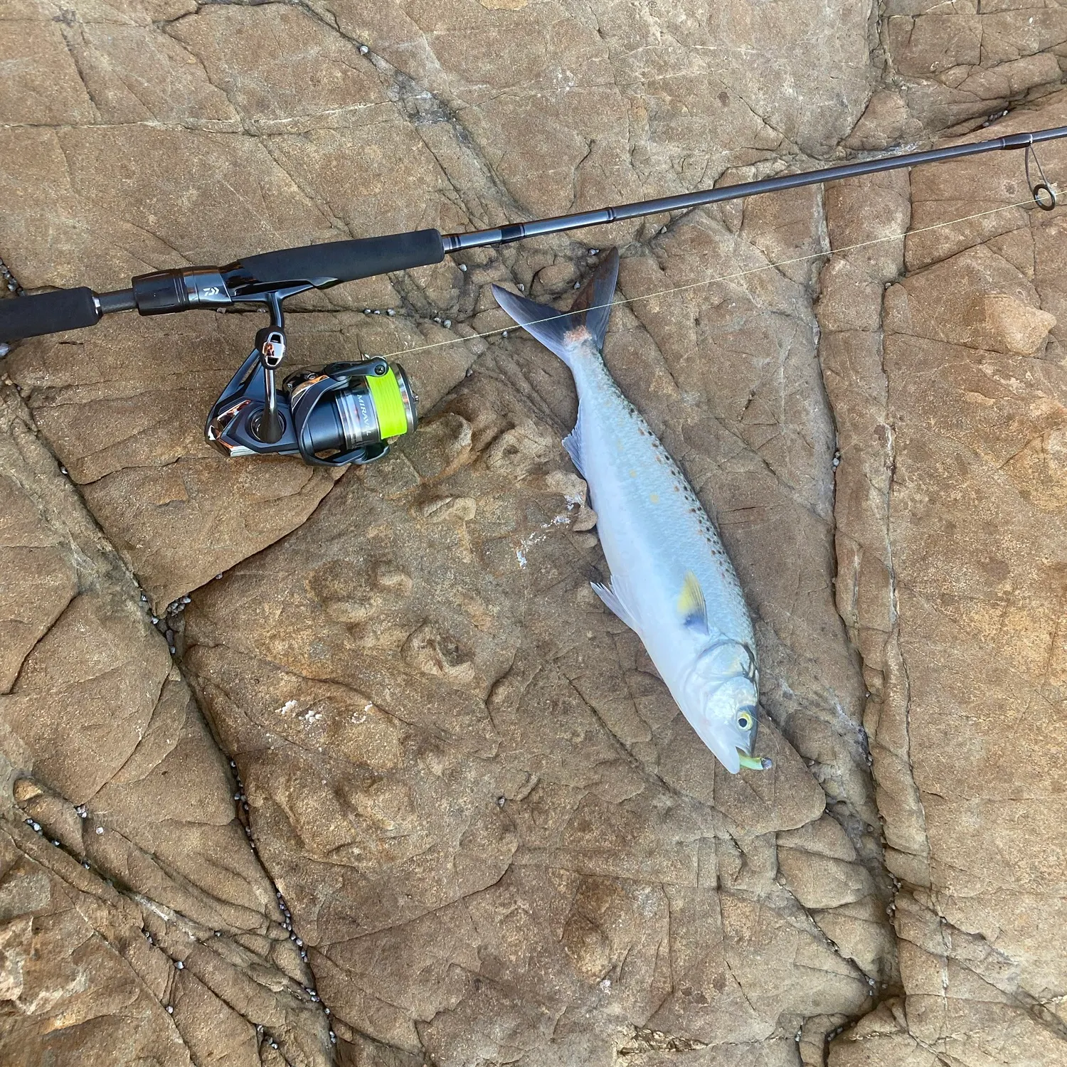 Eastern Australian salmon caught on Fishbrain