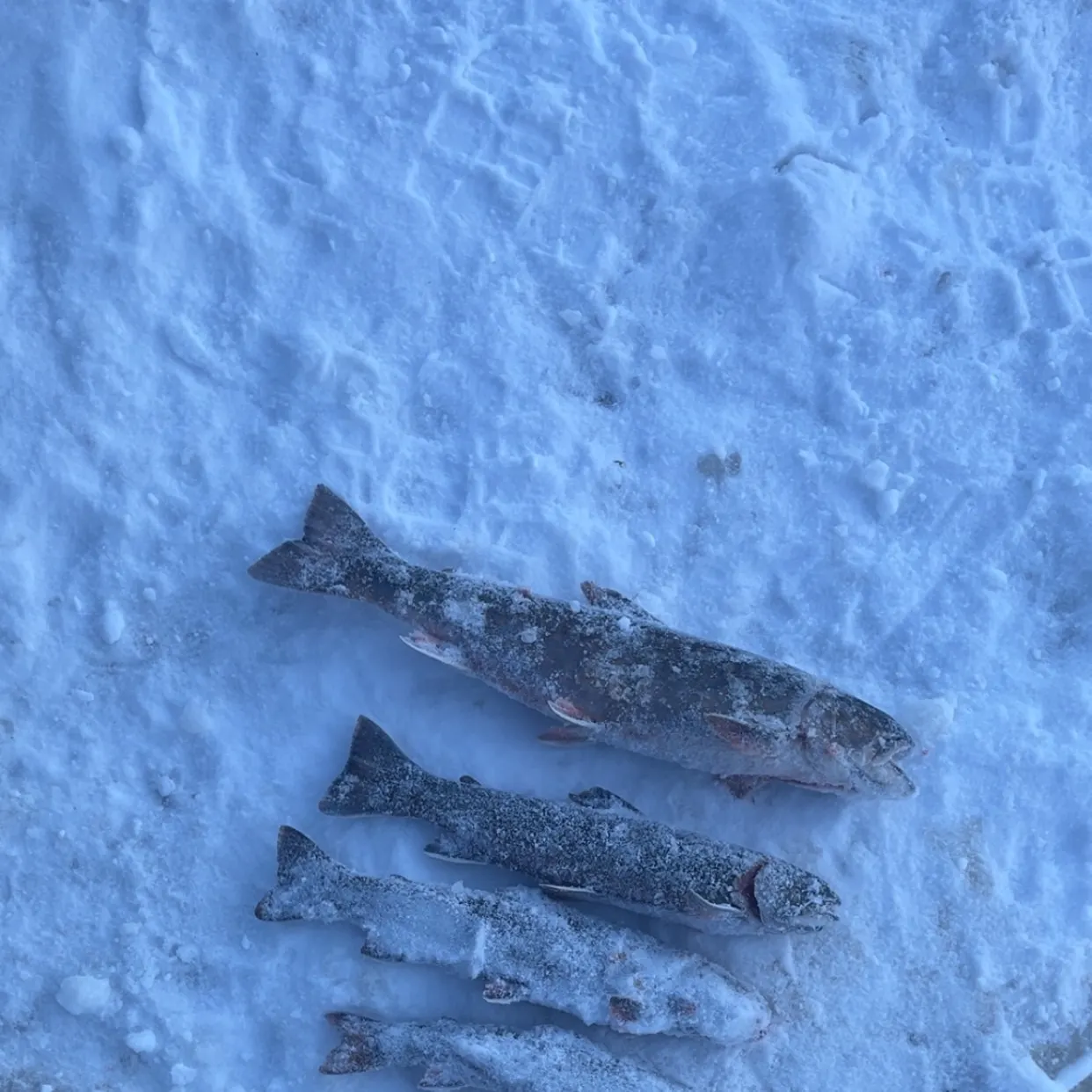 The most recent Brook trout catches on Fishbrain