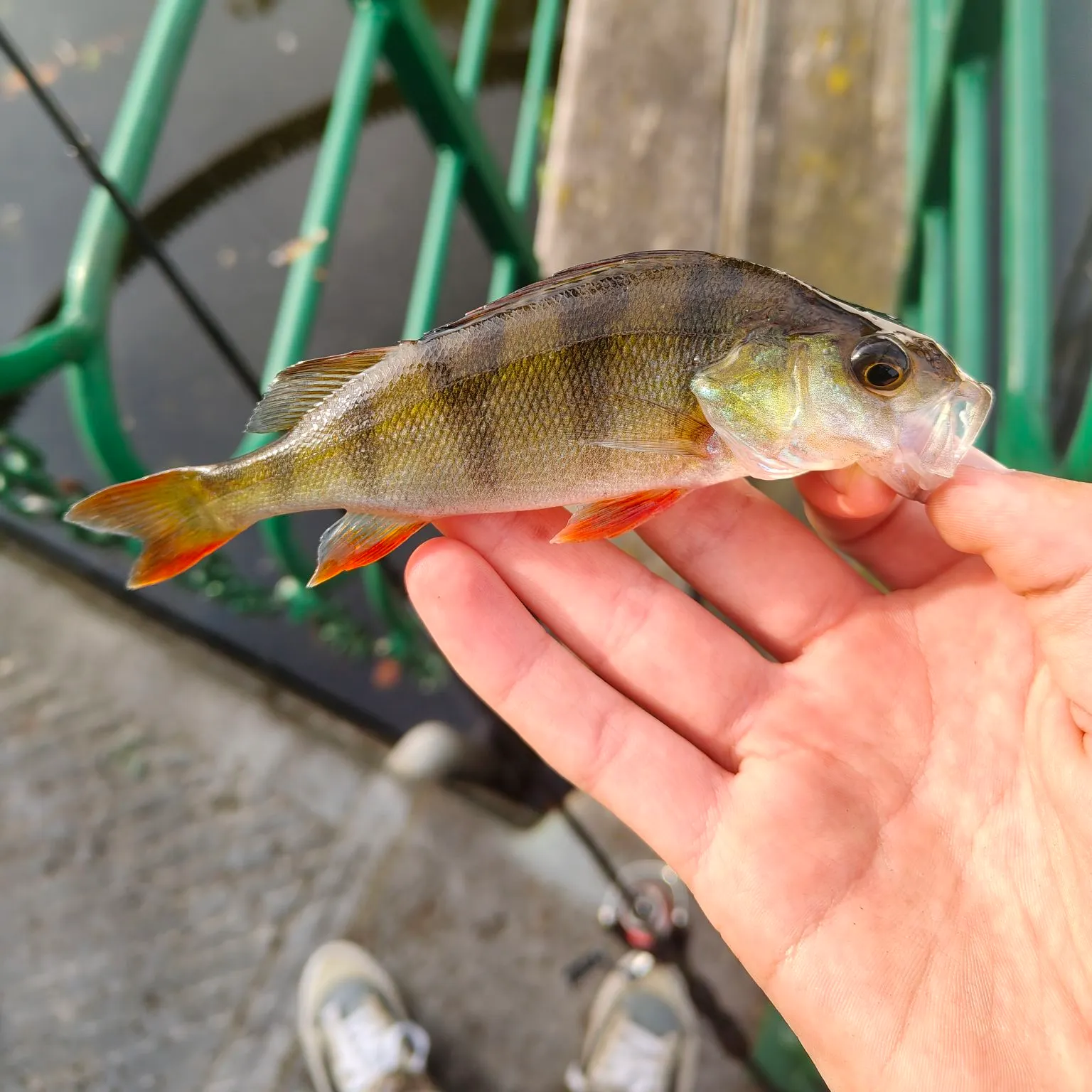 European perch caught on Fishbrain