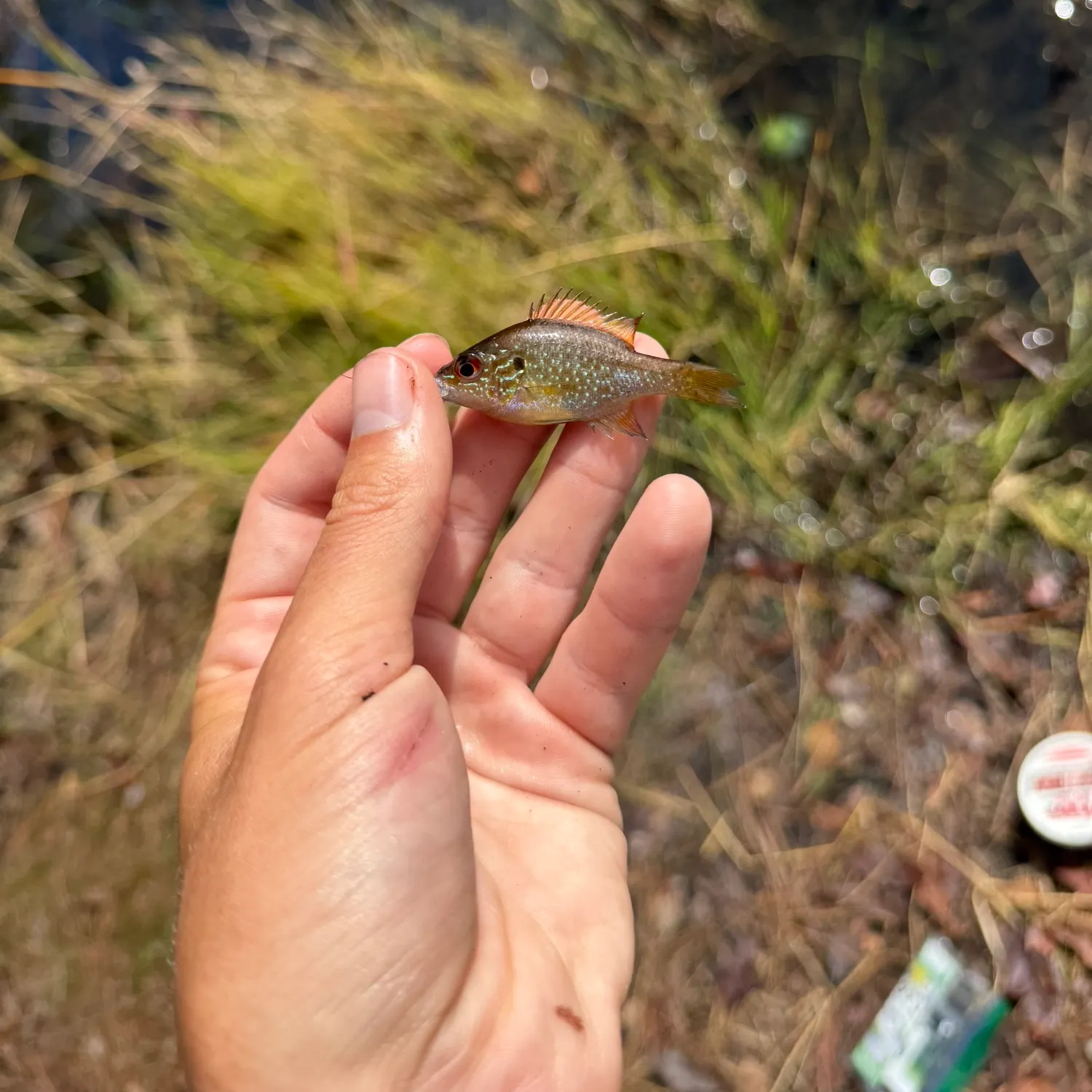 The most recent Dollar sunfish catches on Fishbrain