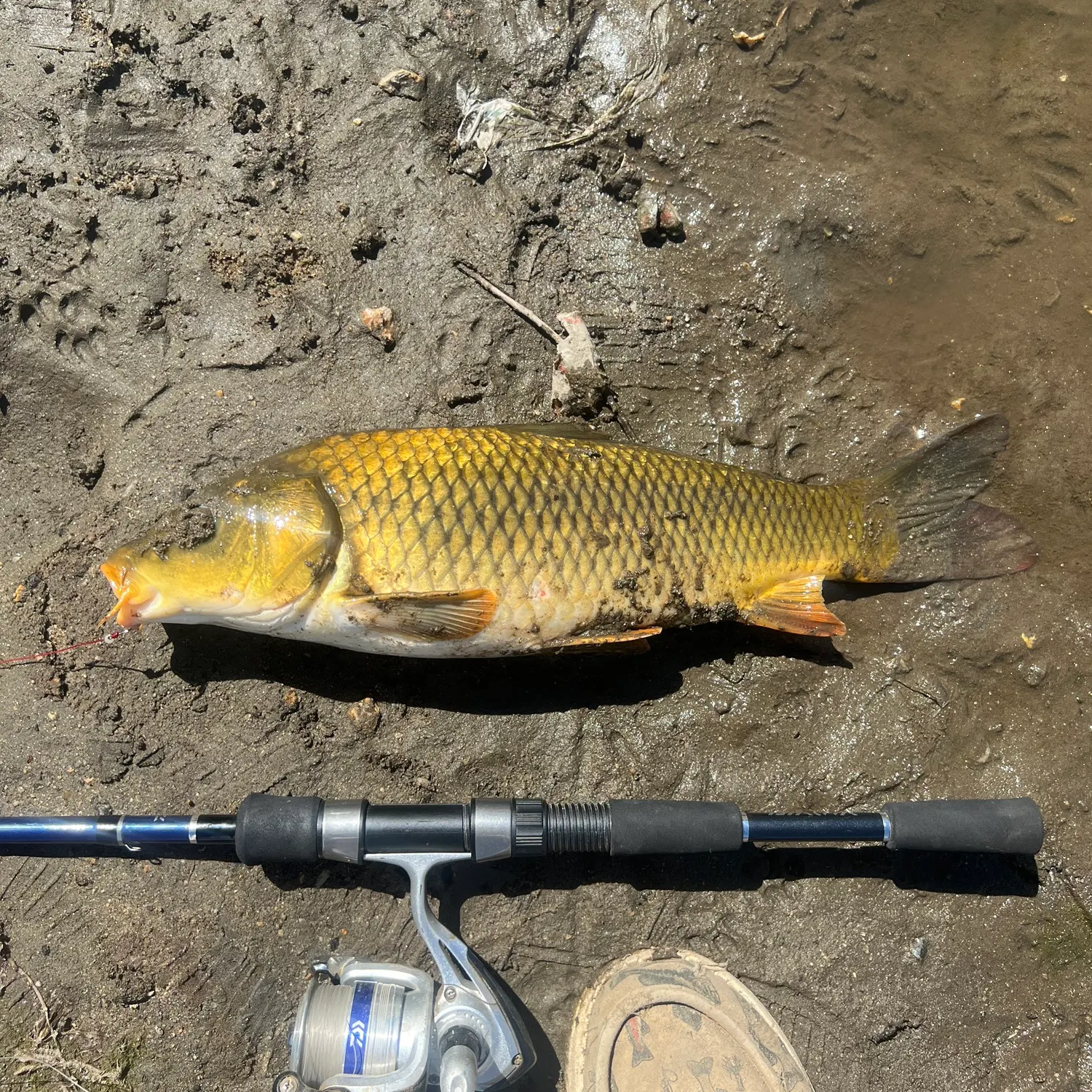 Common carp caught on Fishbrain